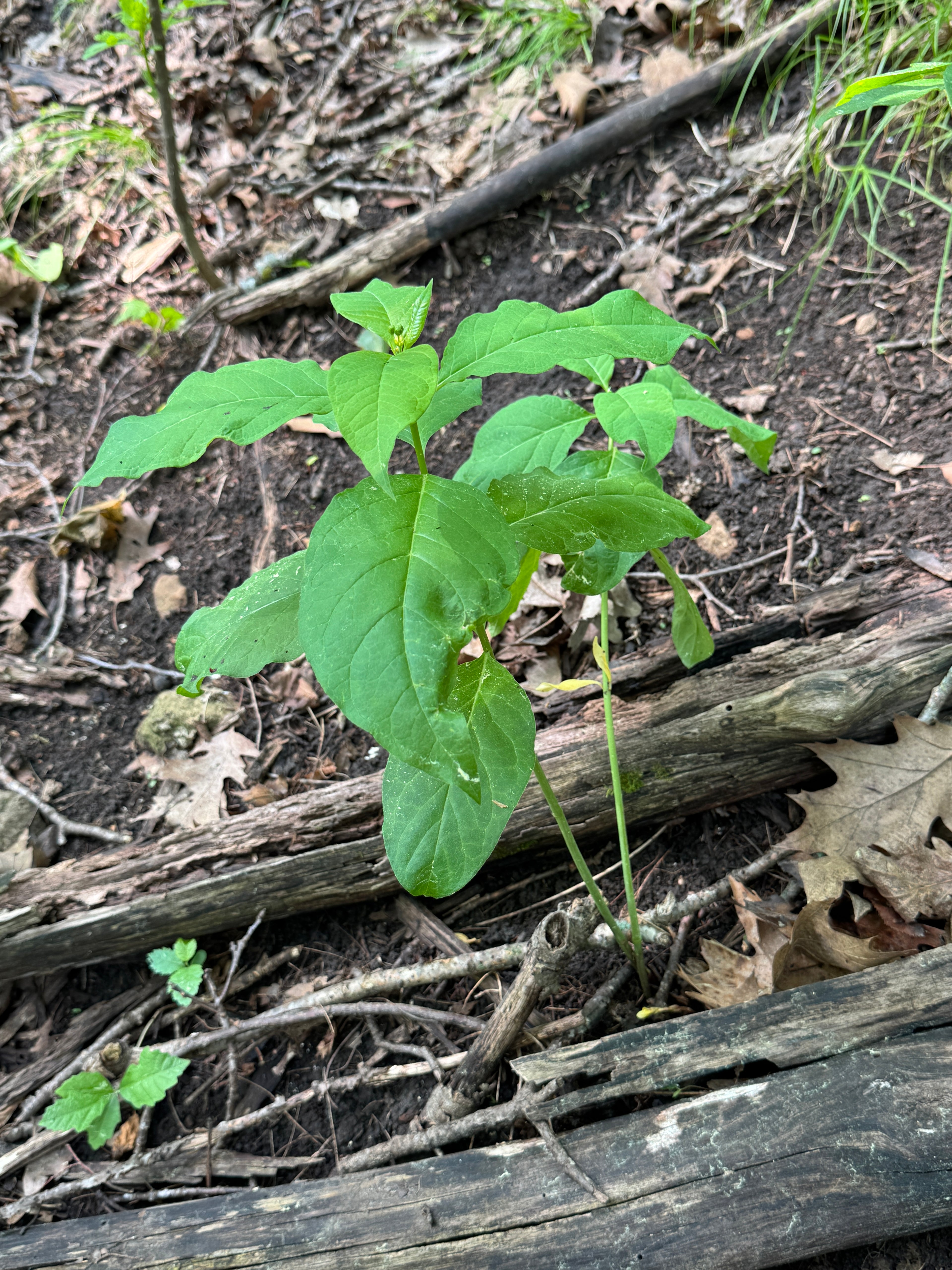 Poke Milkweed (Asclepias Exaltata)