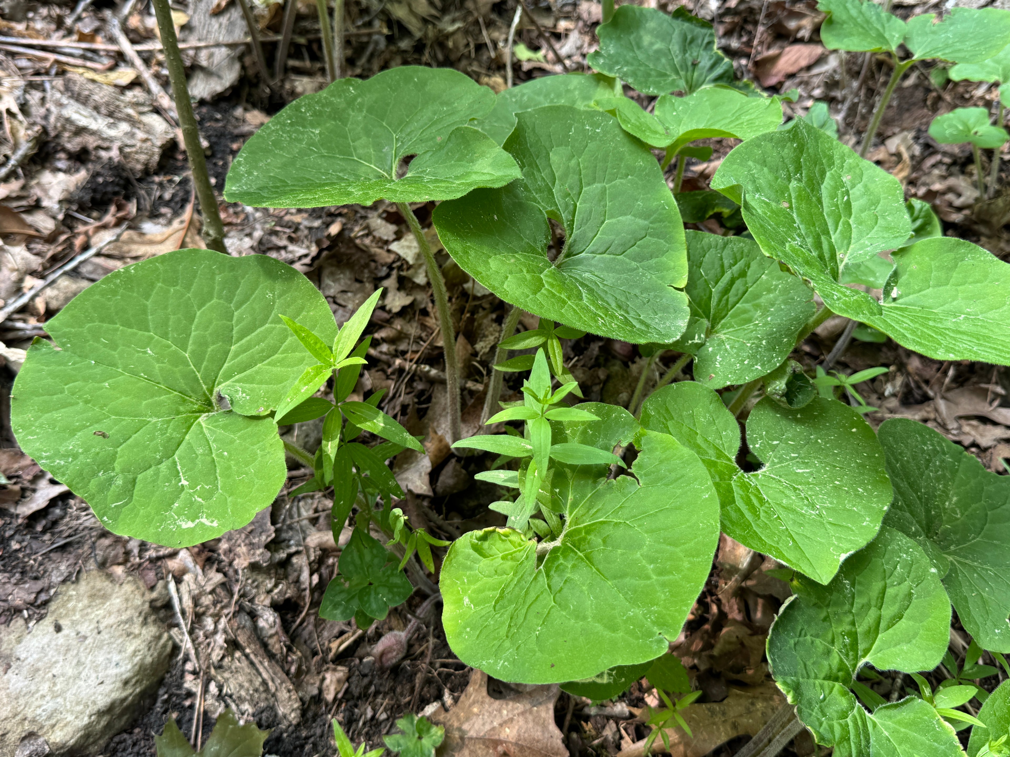 Canadian Wild Ginger (Asarum Canadense)