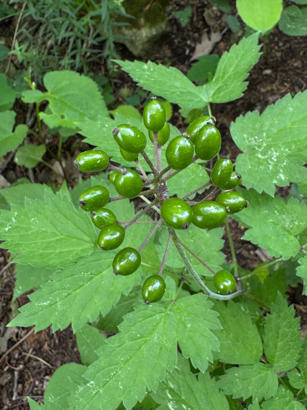 Red Baneberry (Actaea Rubra)