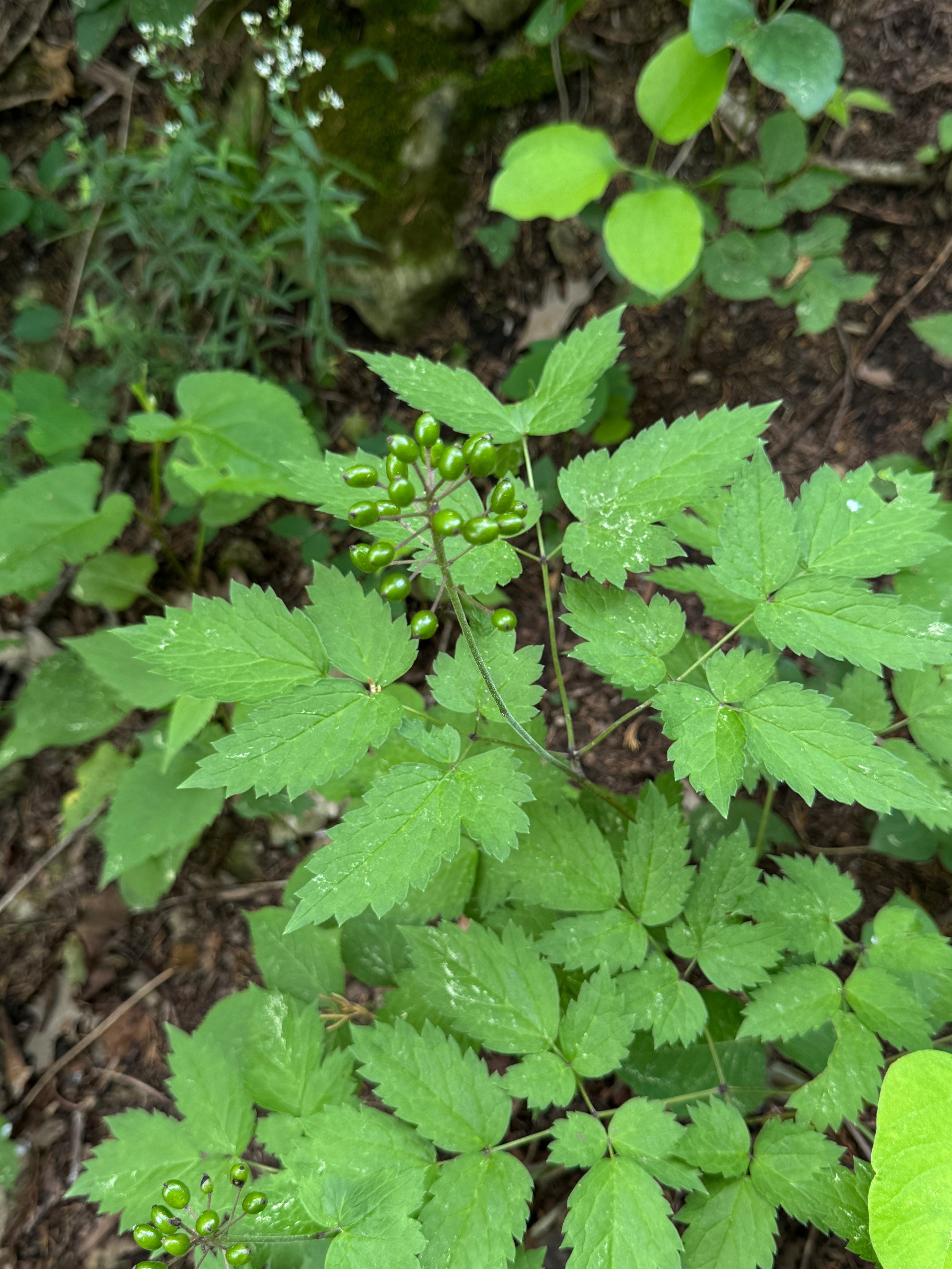 Red Baneberry (Actaea Rubra)