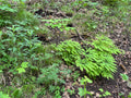 Maidenhair Fern (Adiantum pedatum)