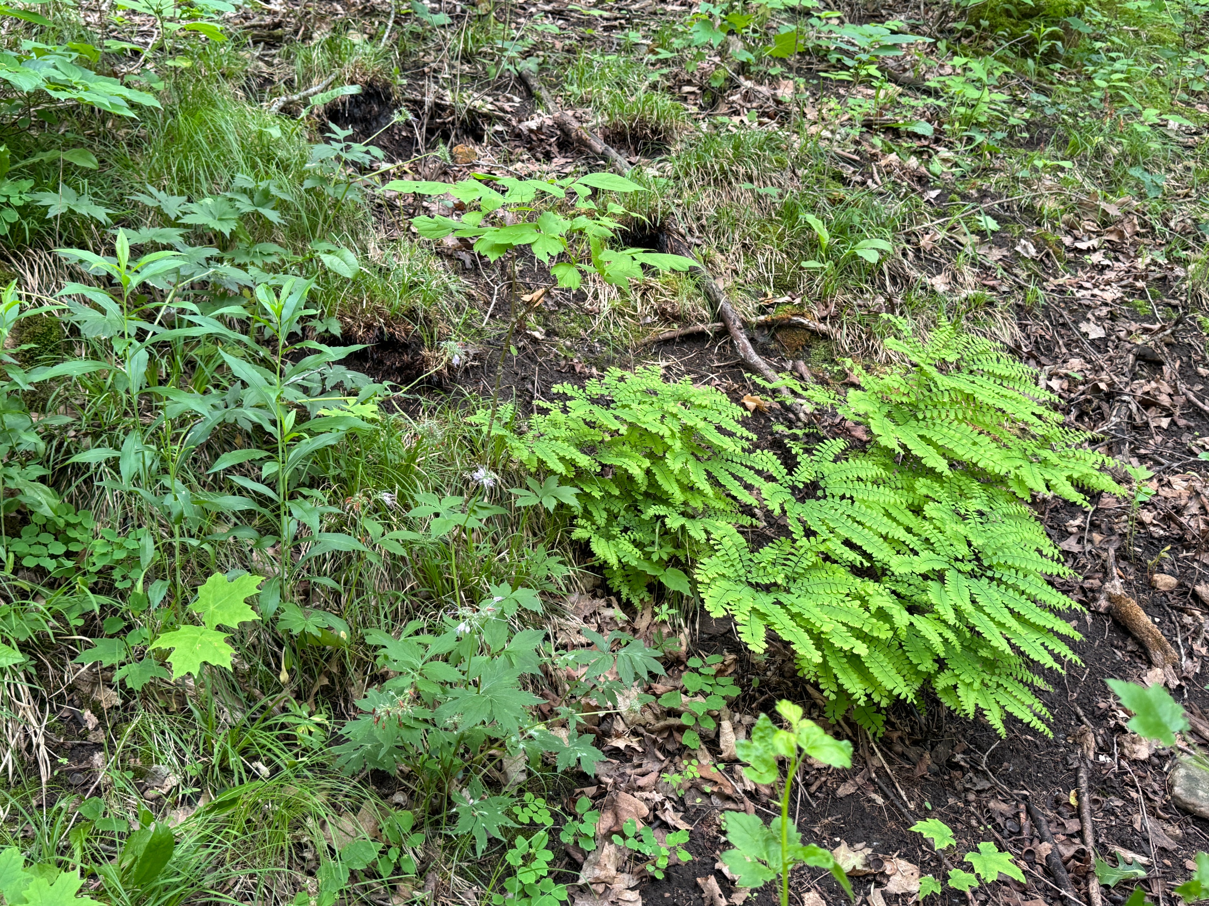 Maidenhair Fern (Adiantum pedatum)