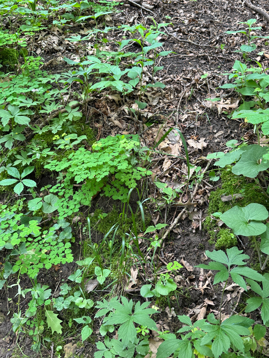 Eastern Columbine (Aquilegia Canadensis)