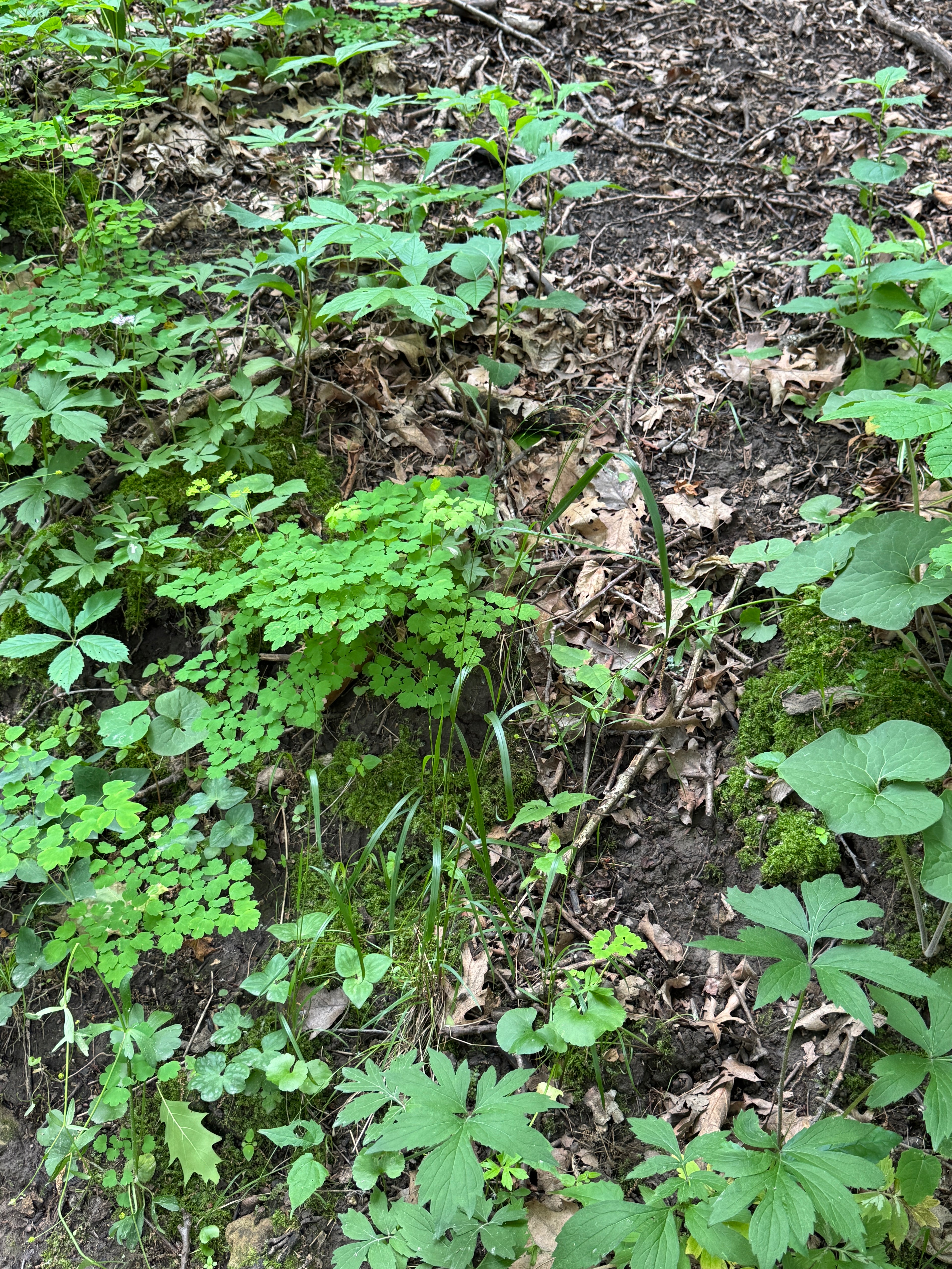 Eastern Columbine (Aquilegia Canadensis)
