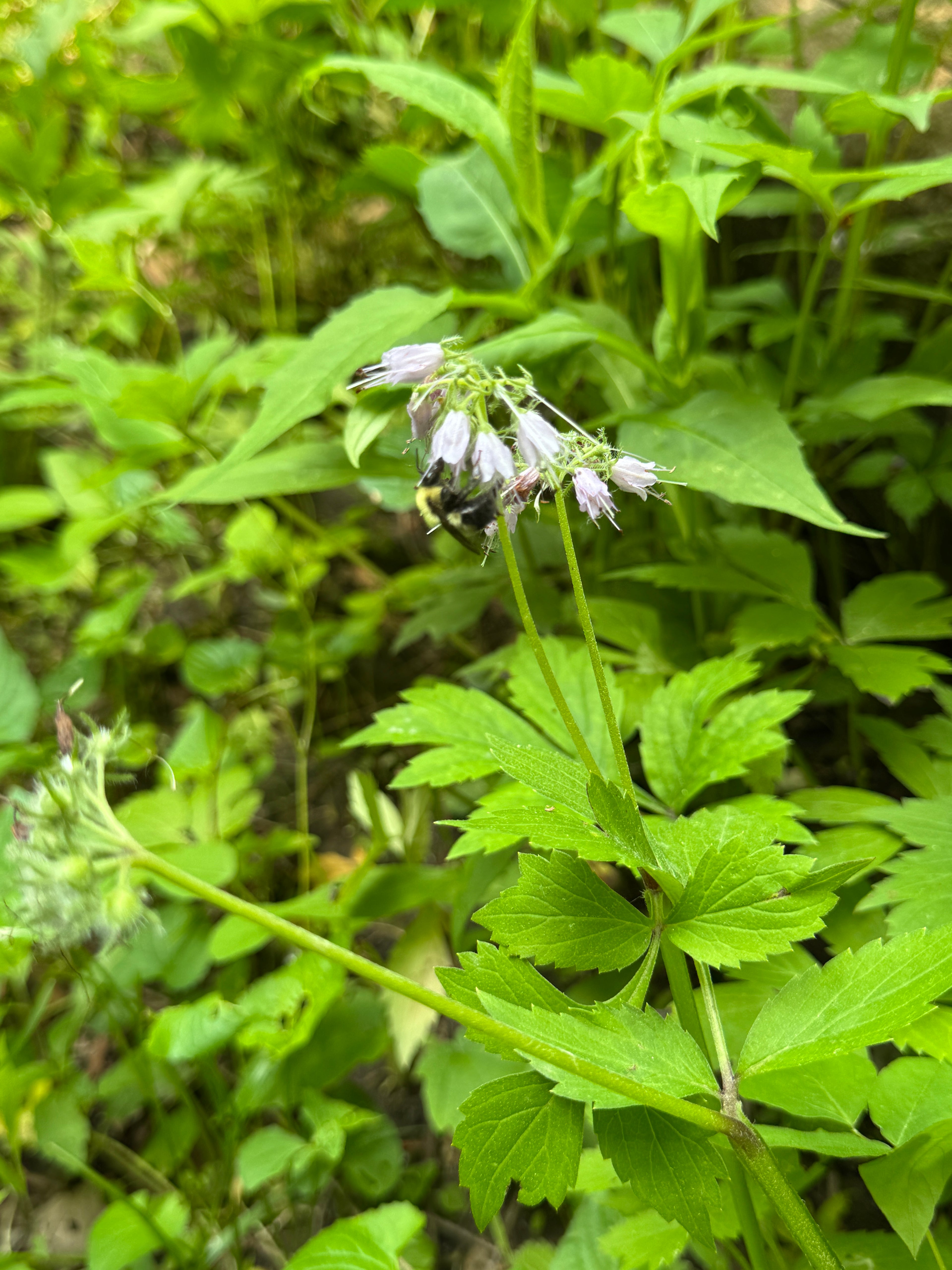 Virgina Waterleaf (Hydrophyllum Virginianum)