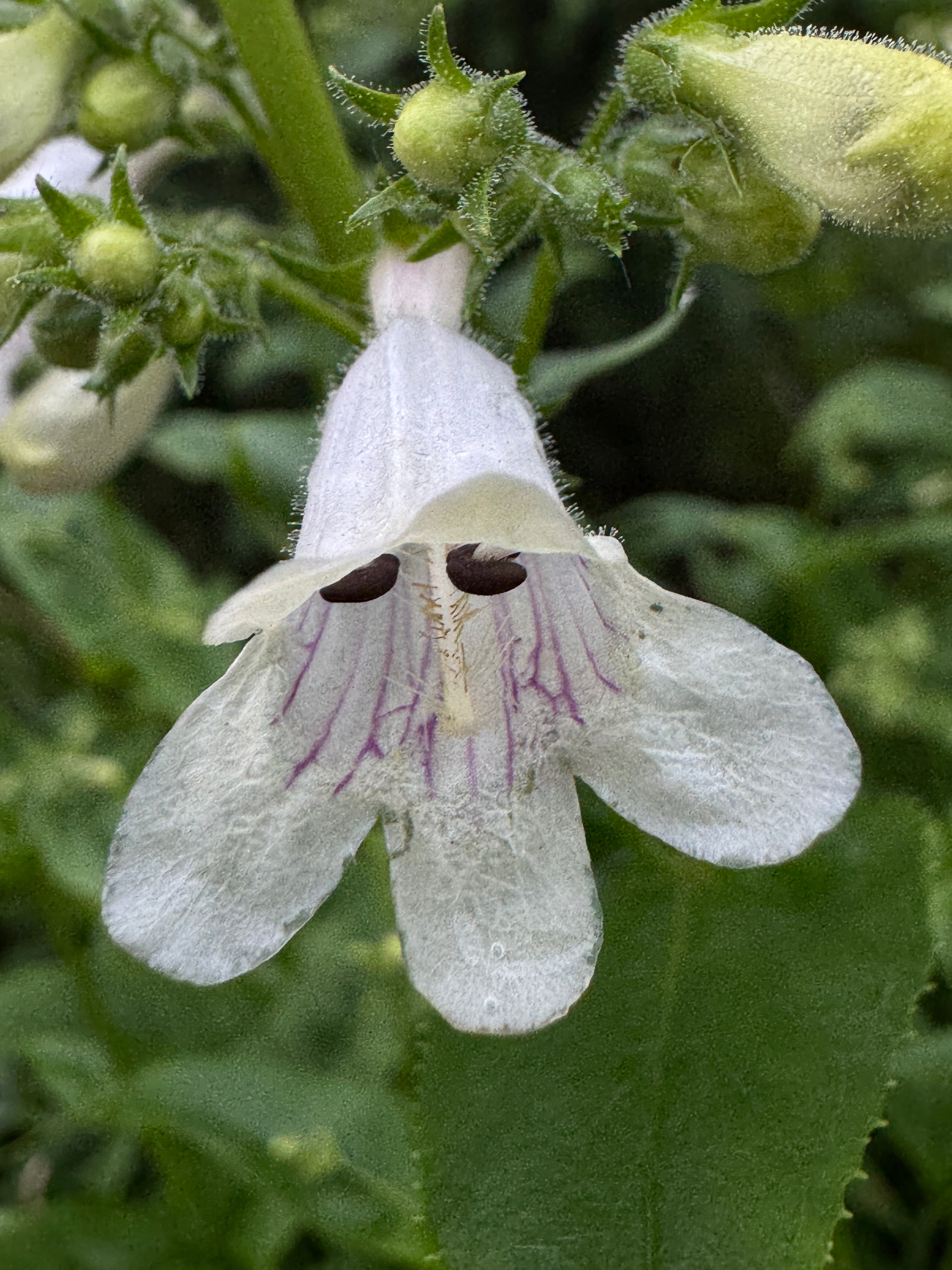 Foxglove Beardtongue (Penstemon Digitalis)