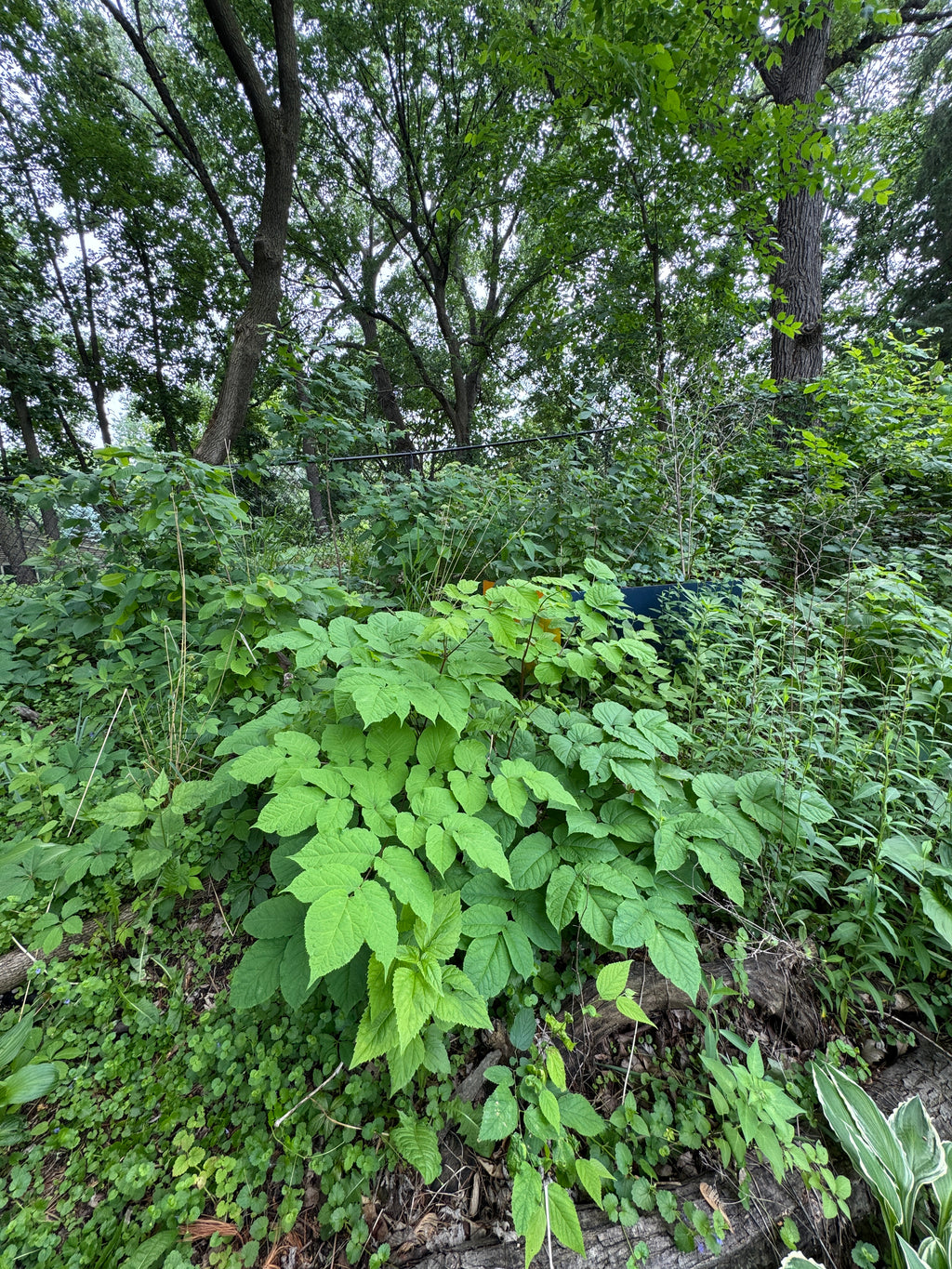 Spikenard (Aralia Racemosa)