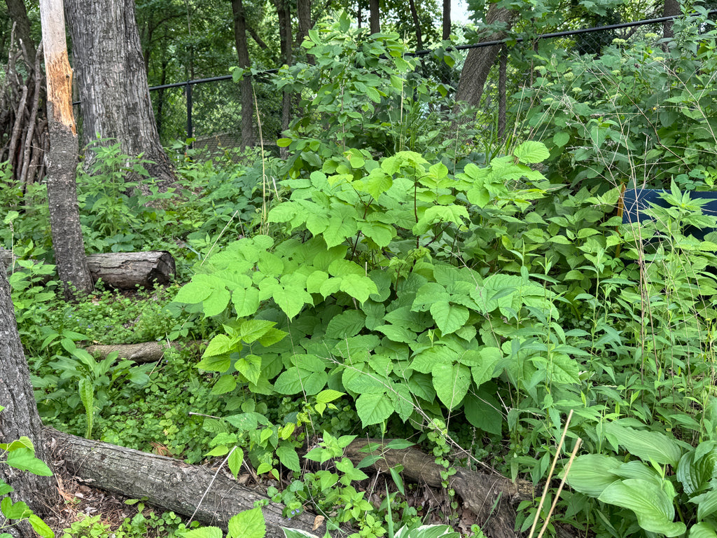Spikenard (Aralia Racemosa)