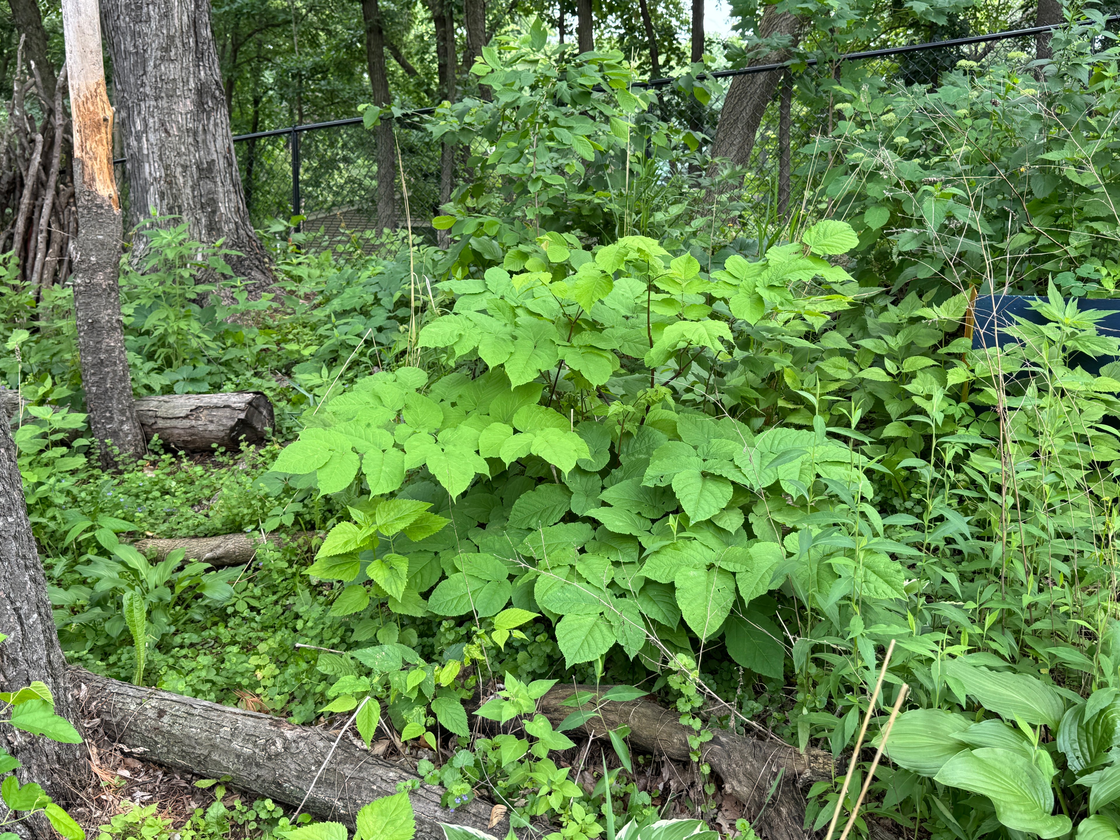 Spikenard (Aralia Racemosa)