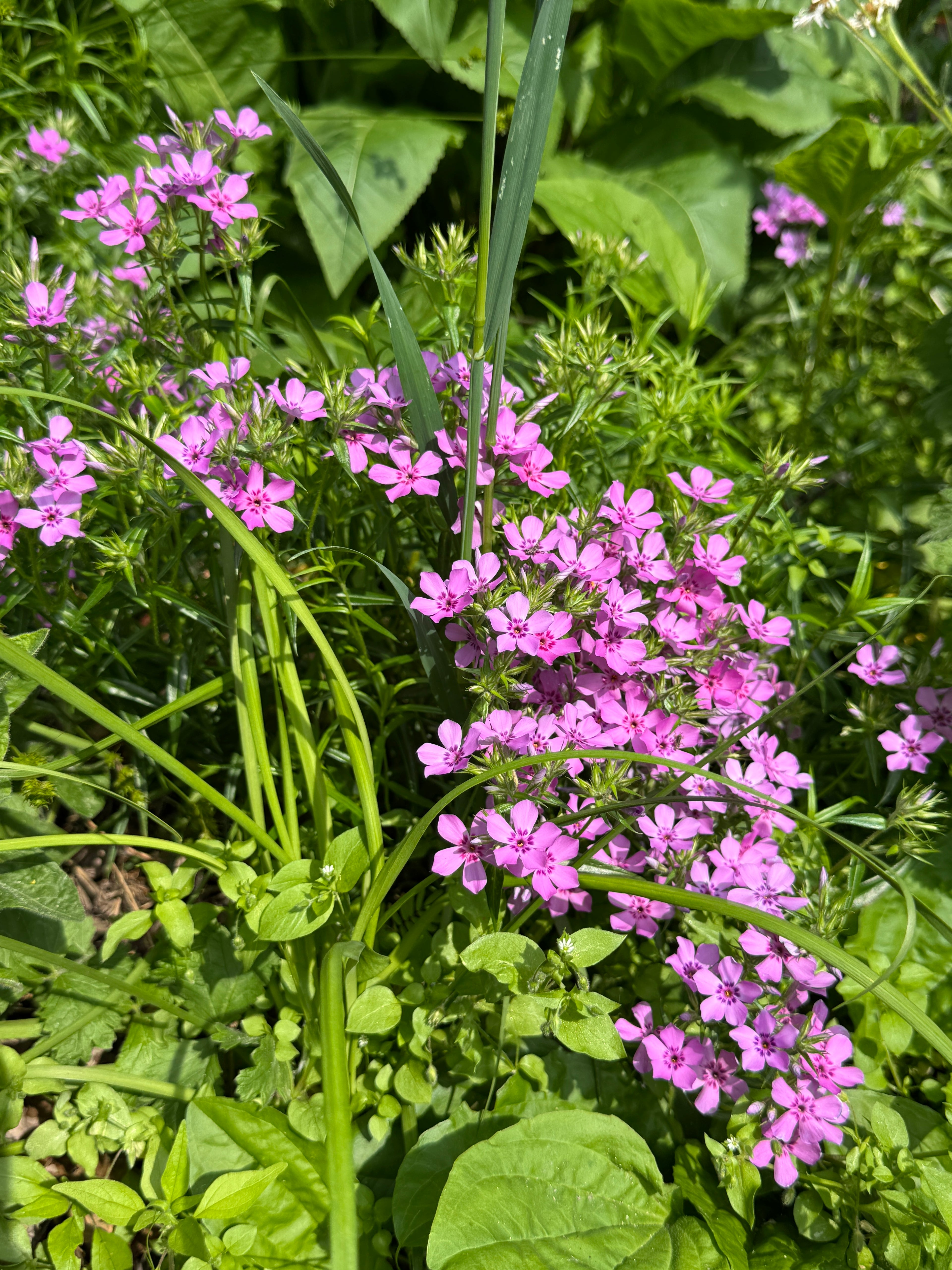 Prairie Phlox (Phlox Pilosa)