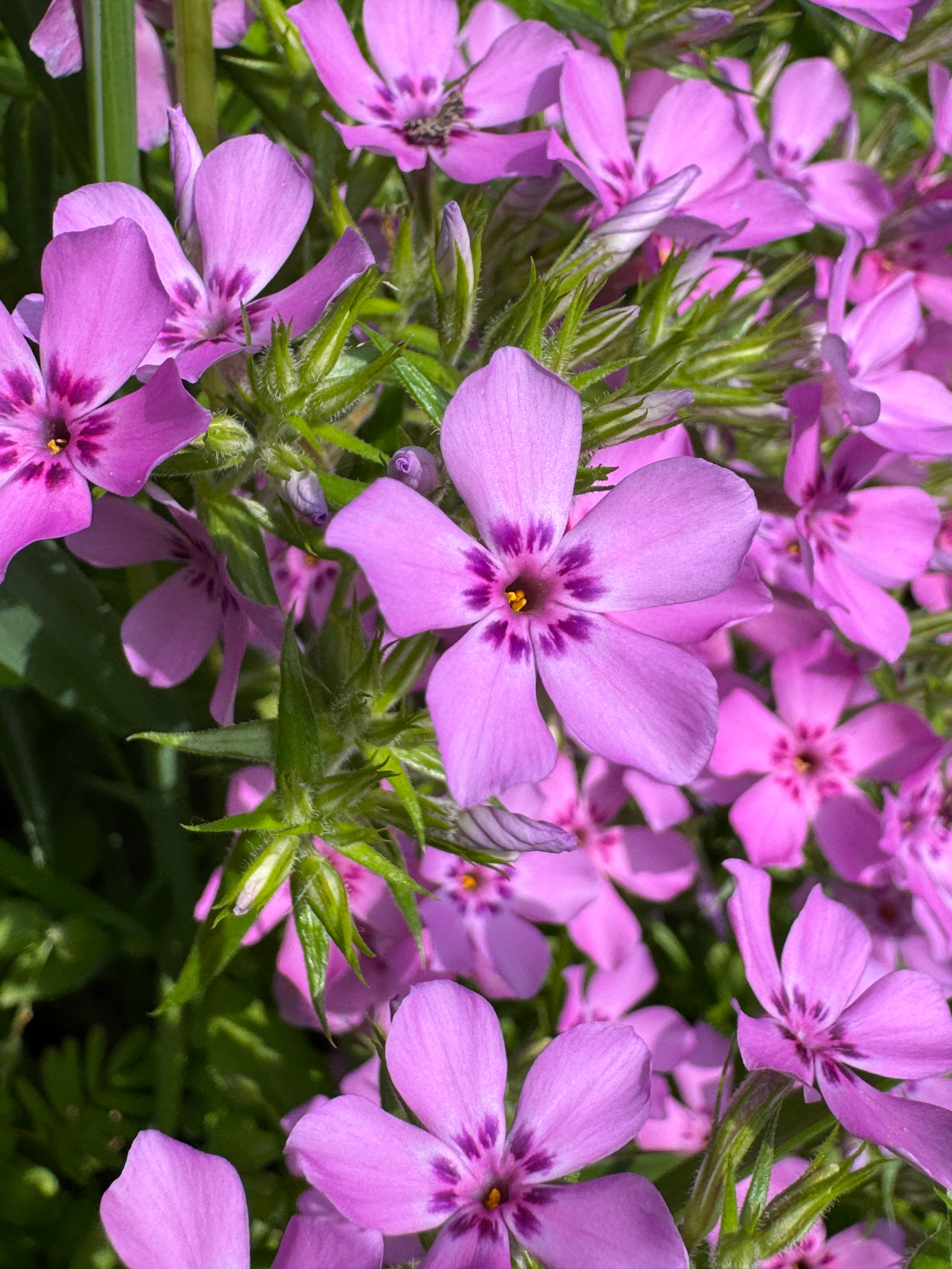 Prairie Phlox (Phlox Pilosa)