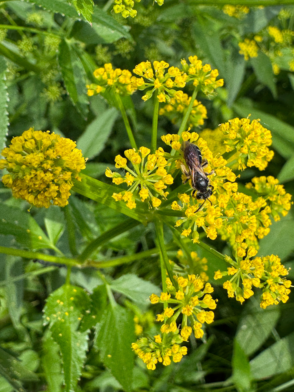 Golden Alexanders (Zizia Aurea)