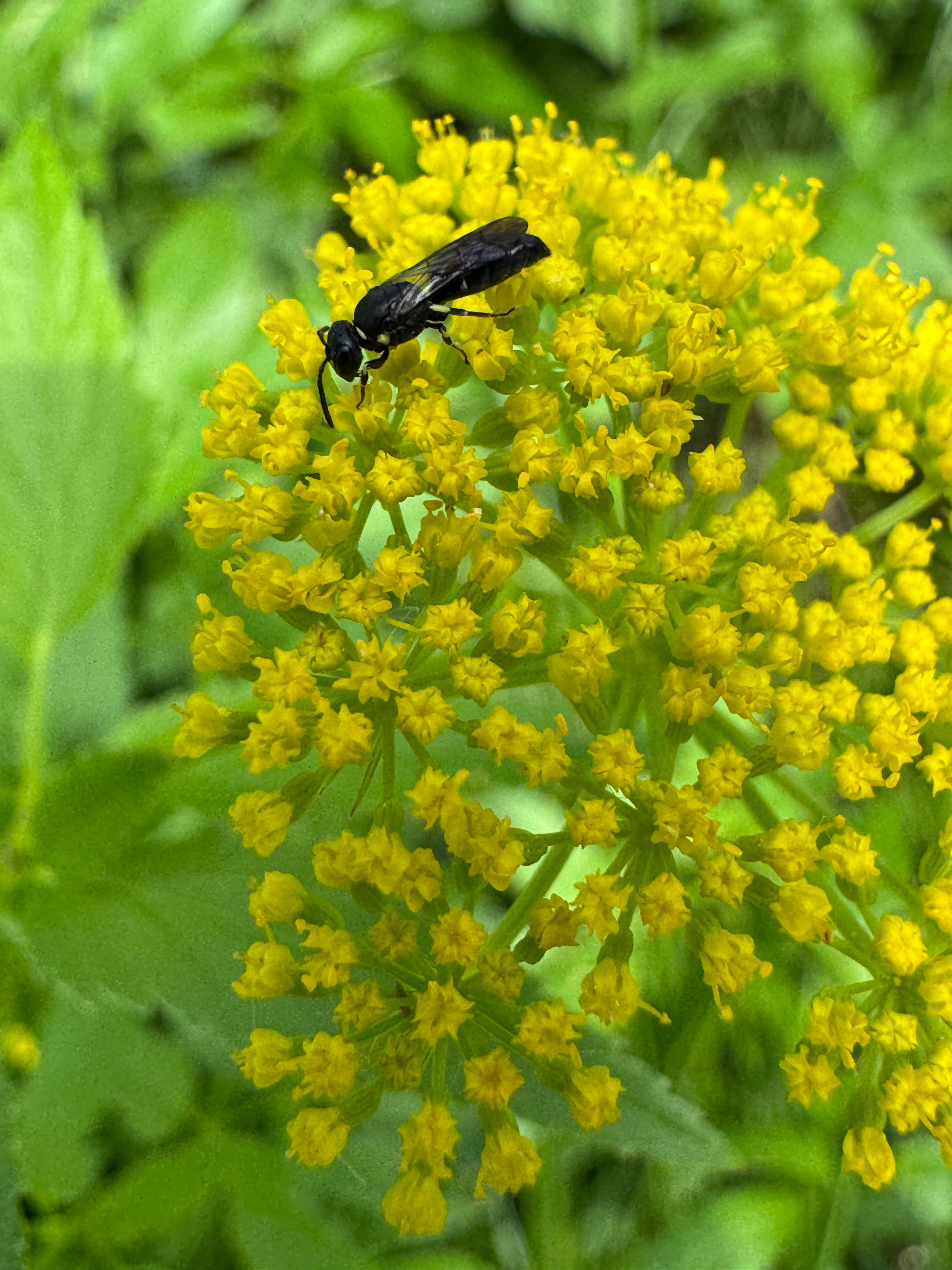 Golden Alexanders (Zizia Aurea)