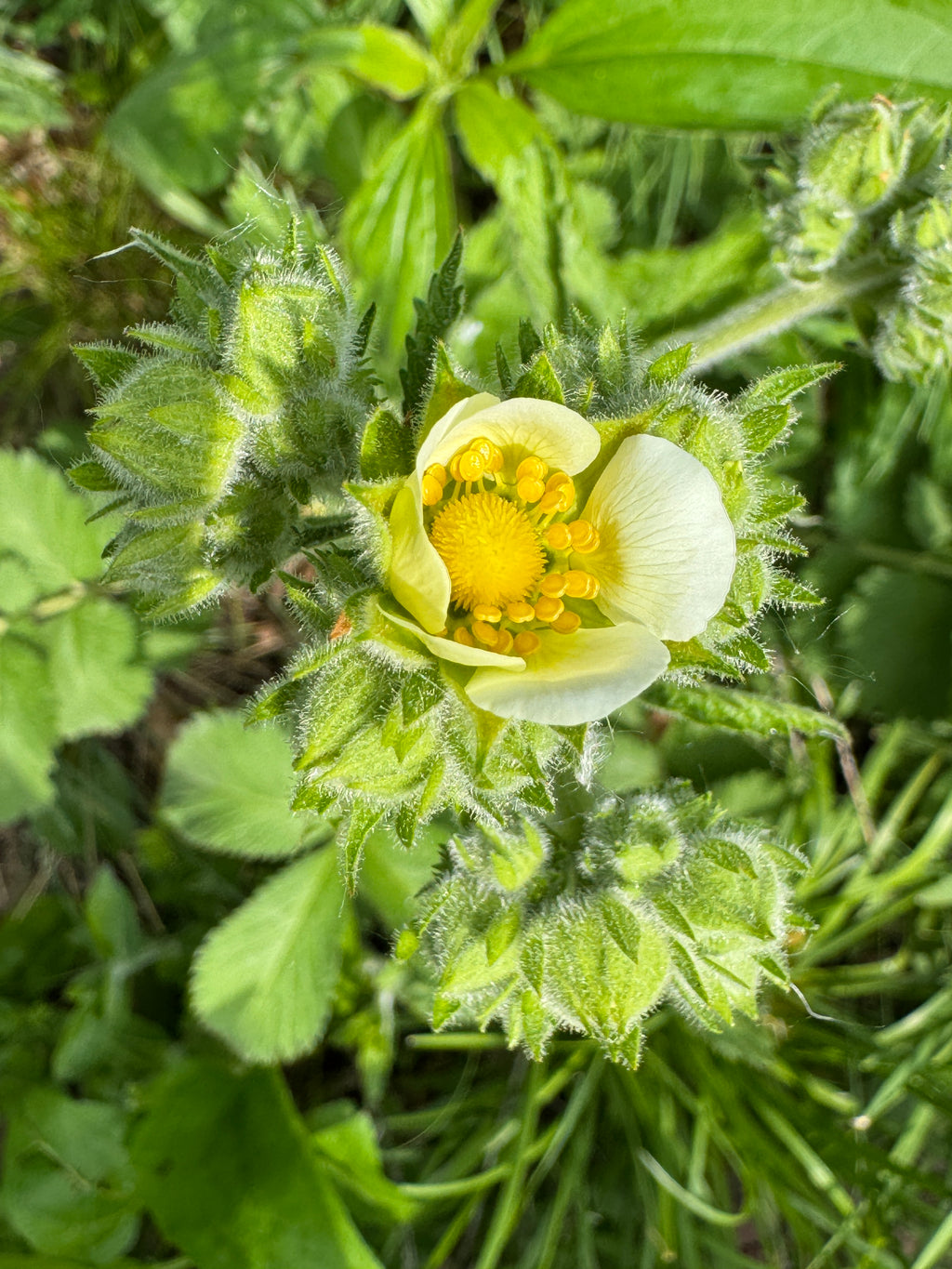 Prairie Cinquefoil (Drymocallis Arguta)