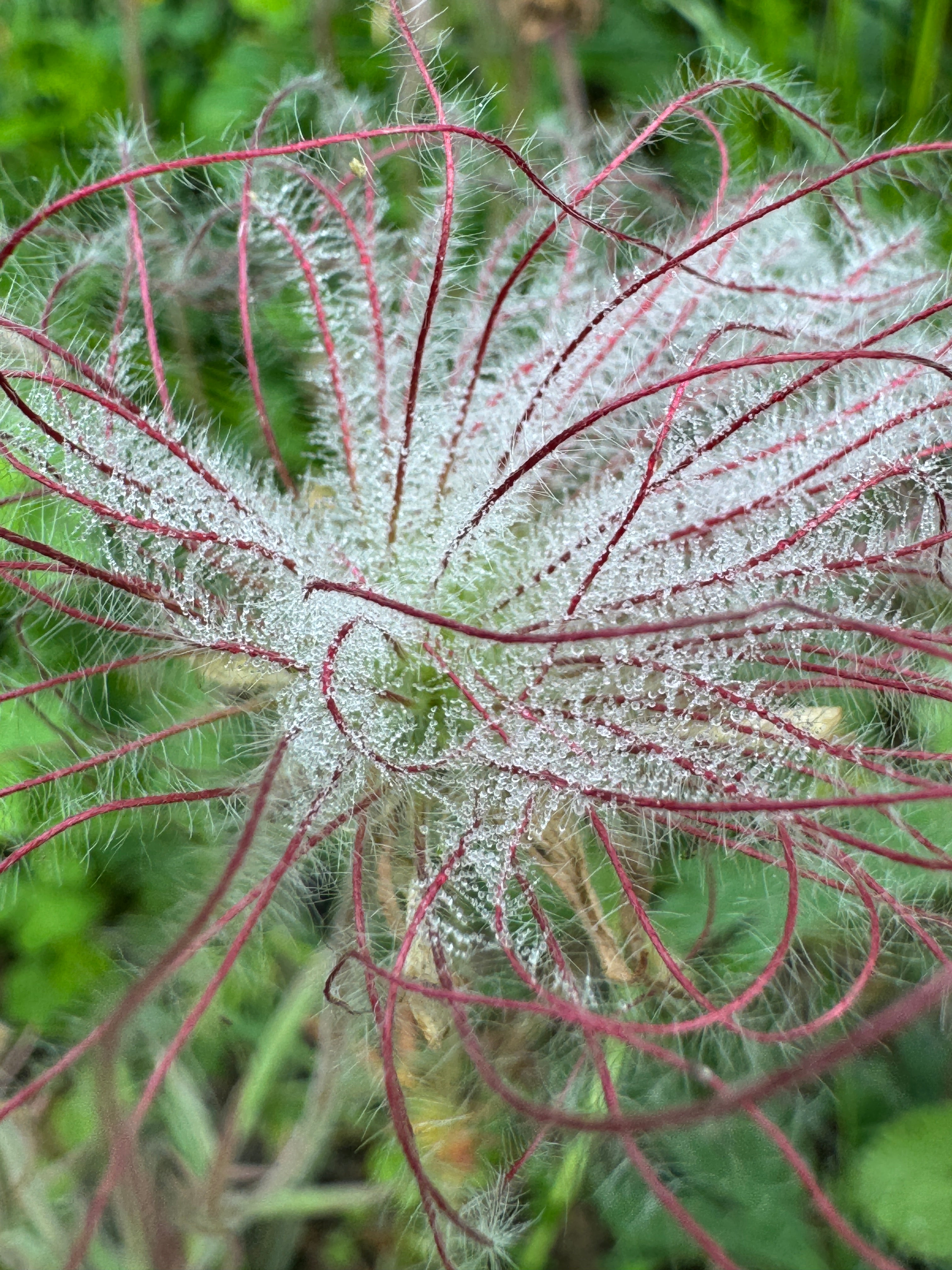 Prairie Smoke (Geum Triflorum)