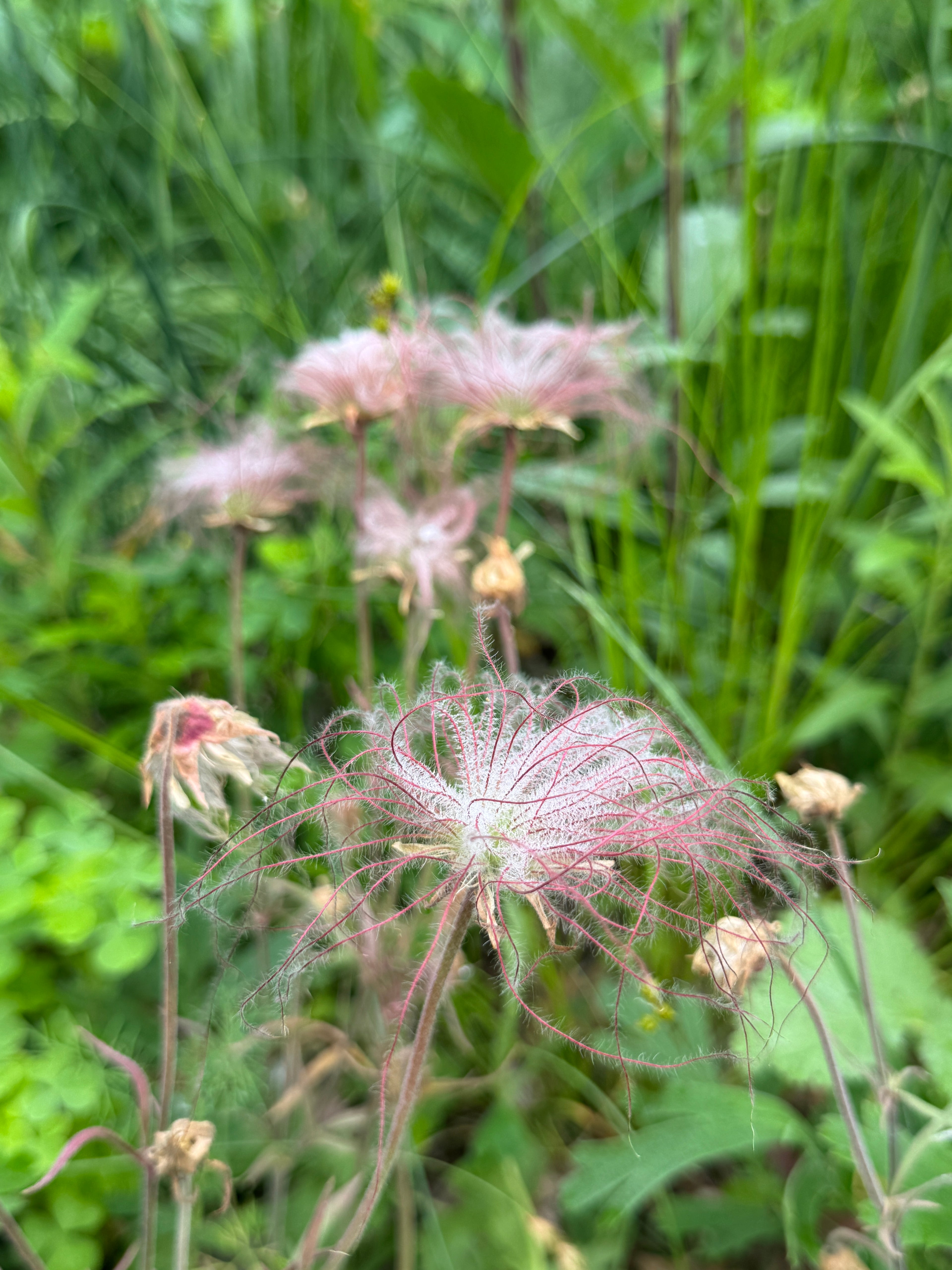 Prairie Smoke (Geum Triflorum)