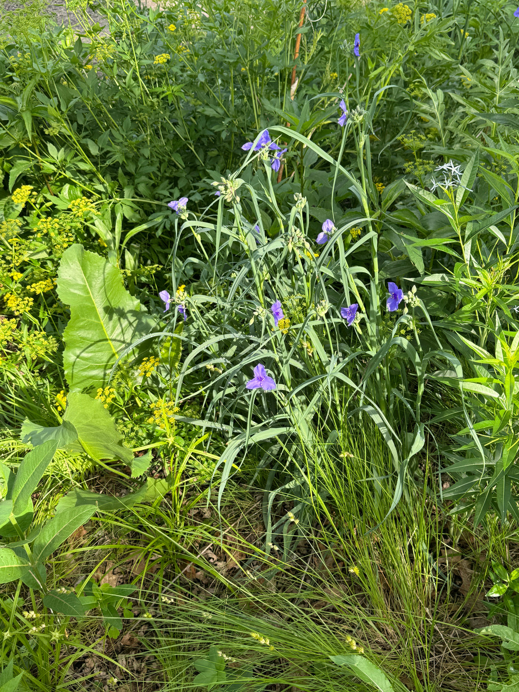 Ohio Spiderwort (Tradescantia Ohiensis)