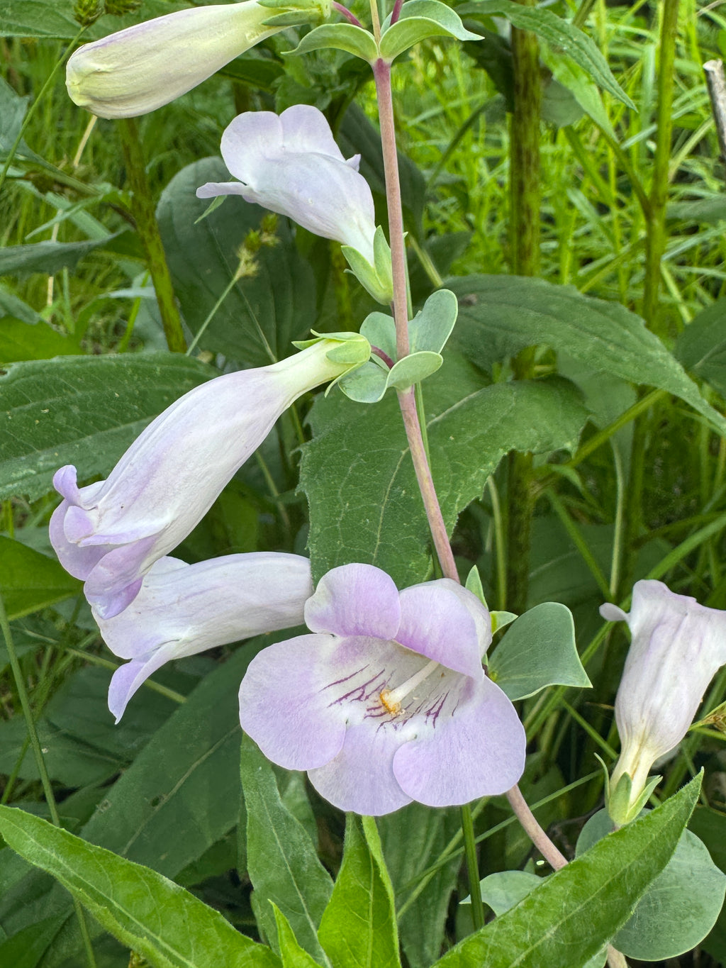 Large-Flowered Beardtongue (Penstemon Grandiflorus)