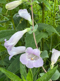 Large-Flowered Beardtongue (Penstemon Grandiflorus)