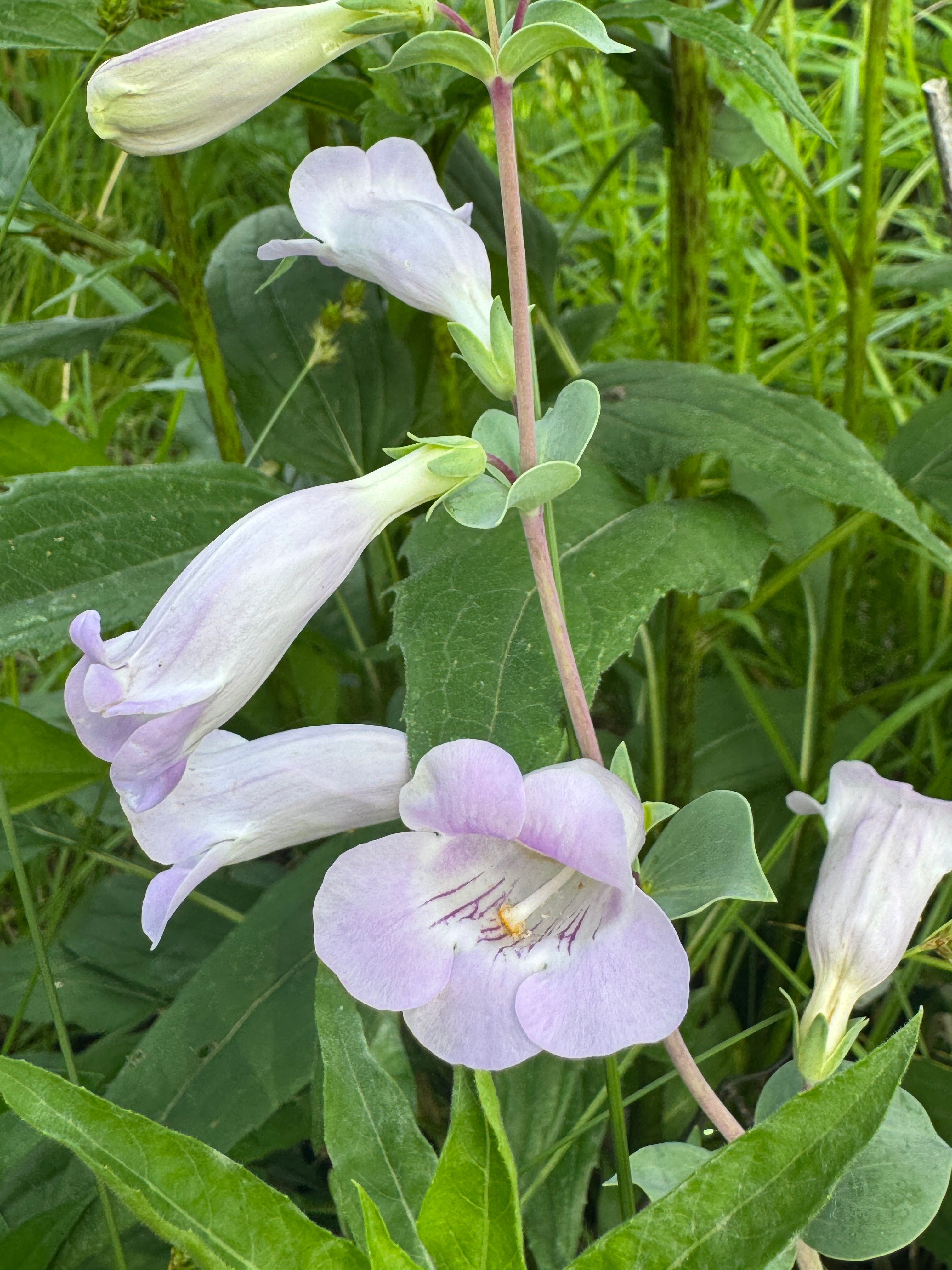 Large-Flowered Beardtongue (Penstemon Grandiflorus)