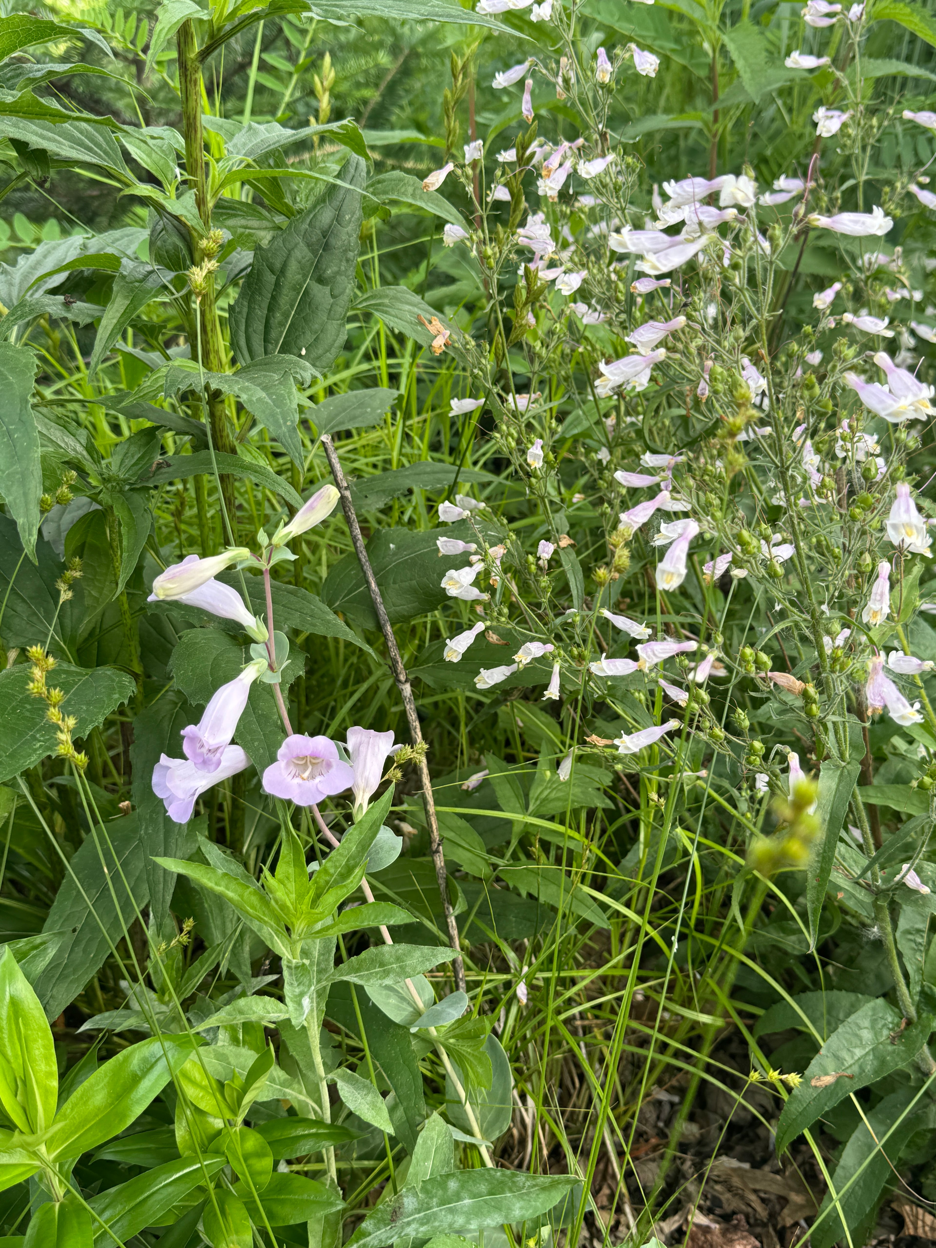 Large-Flowered Beardtongue (Penstemon Grandiflorus)