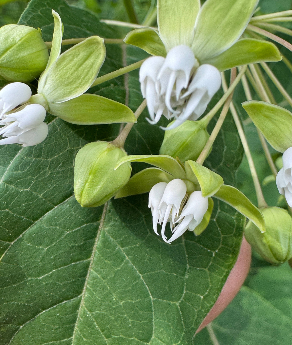 Poke Milkweed (Asclepias Exaltata)