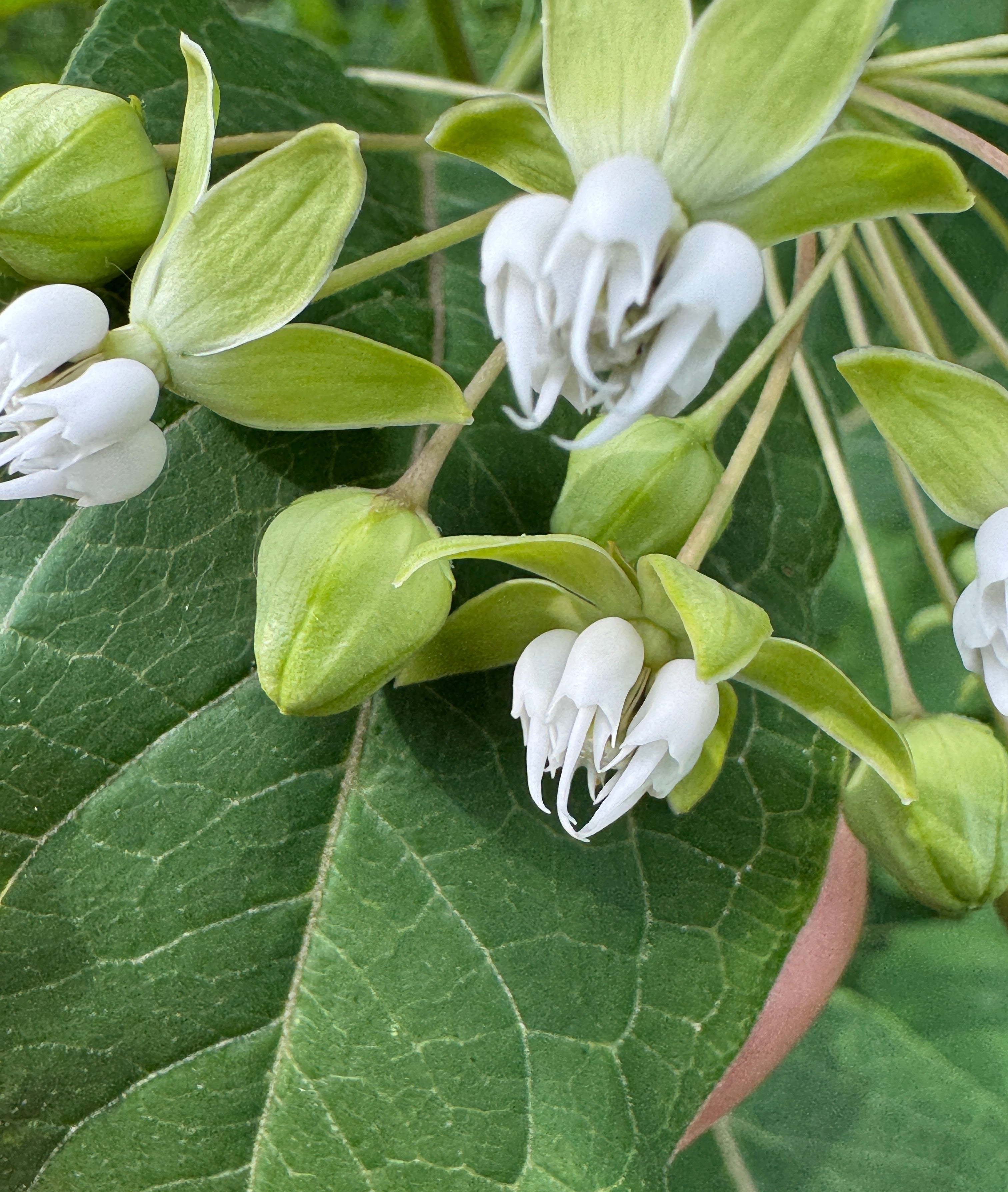 Poke Milkweed (Asclepias Exaltata)