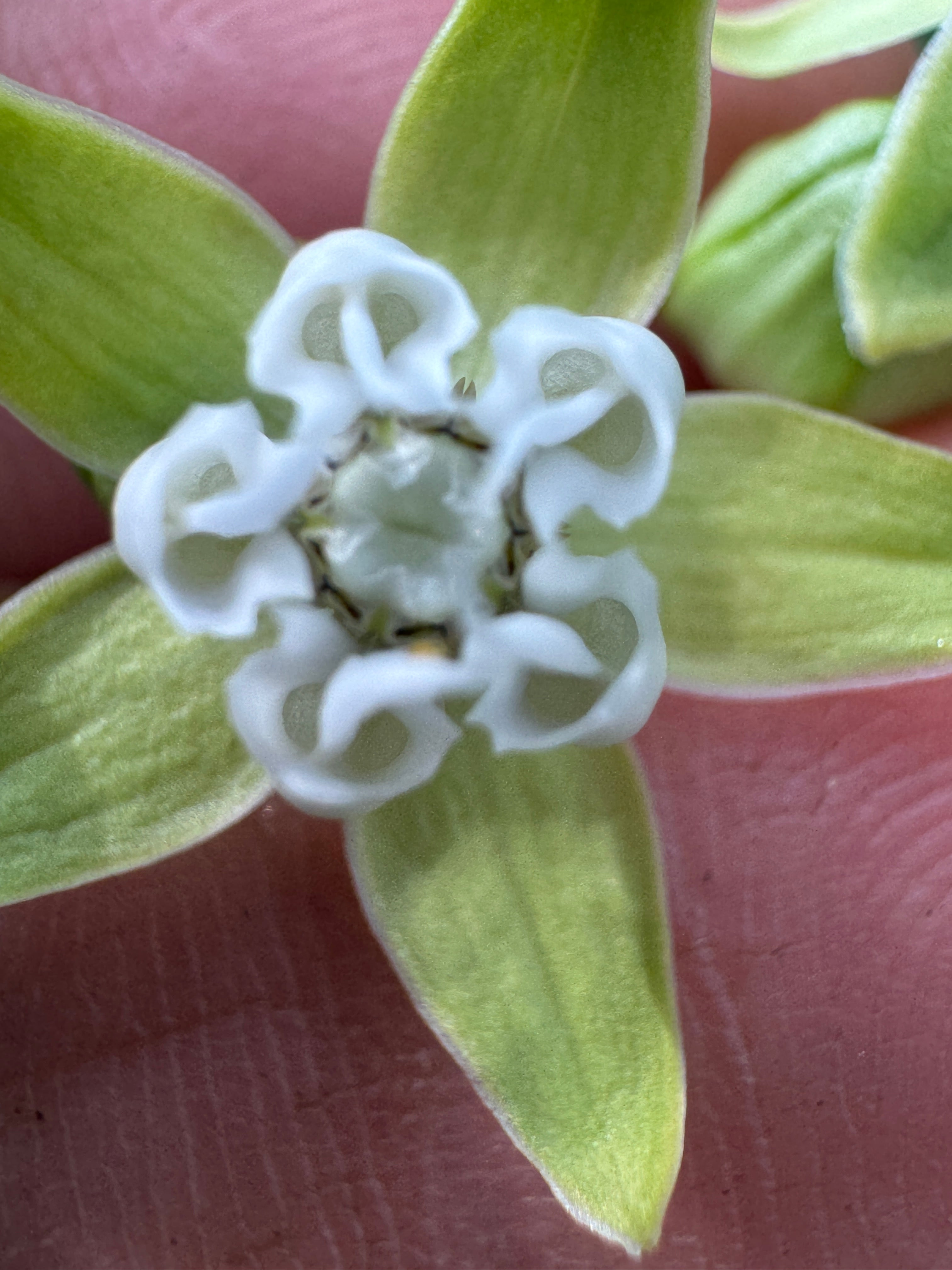 Poke Milkweed (Asclepias Exaltata)