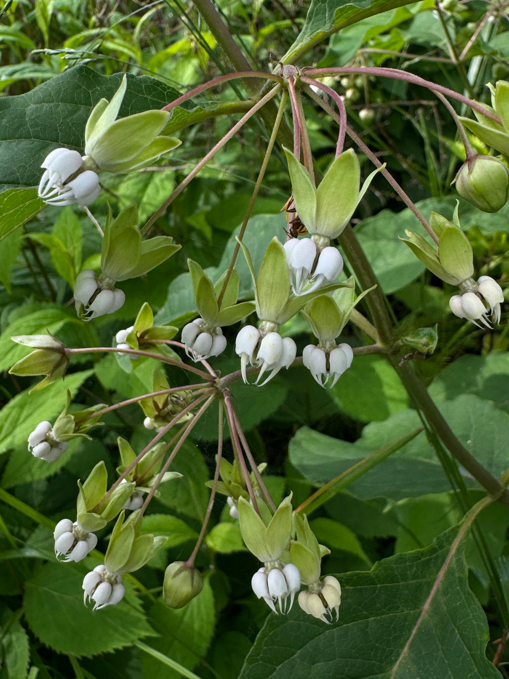 Poke Milkweed (Asclepias Exaltata)