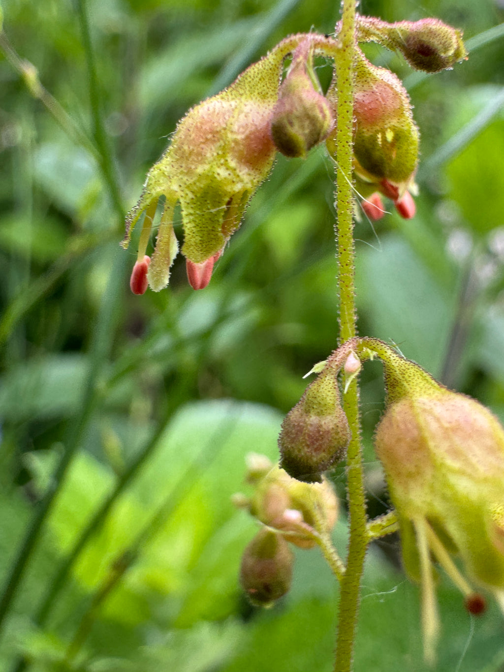 Prairie Alumroot (Heuchera Richardsonii)