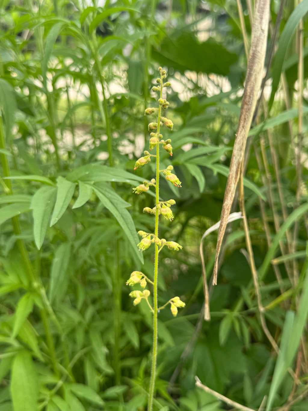 Prairie Alumroot (Heuchera Richardsonii)