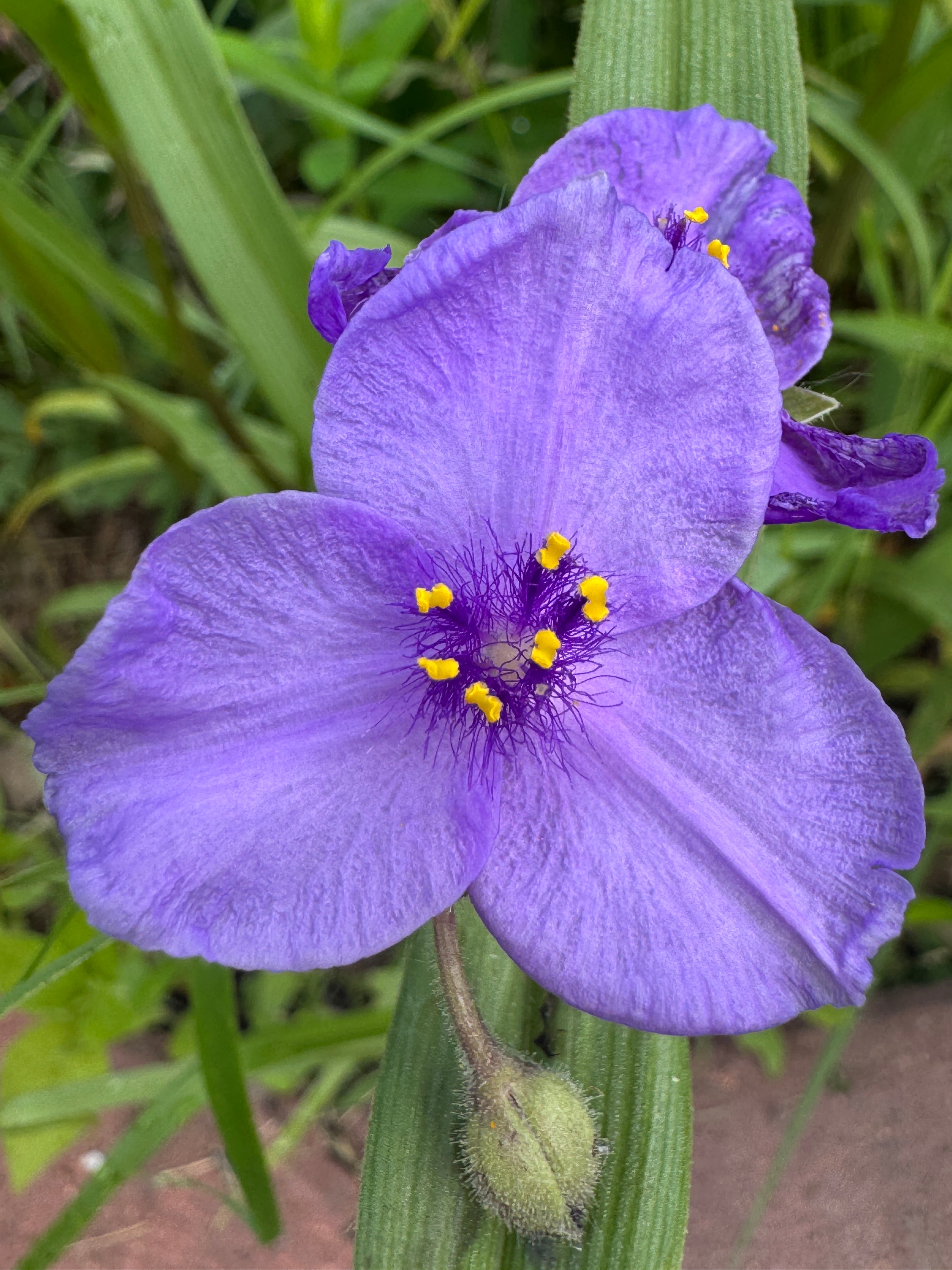 Long-bracted Spiderwort (Prairie Spiderwort) (Tradescantia Bracteata)