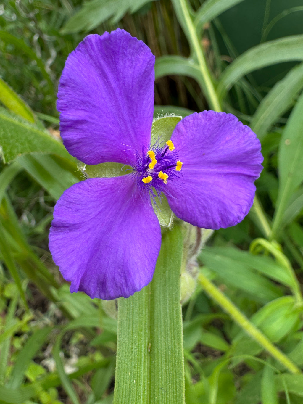 Long-bracted Spiderwort (Prairie Spiderwort) (Tradescantia Bracteata)