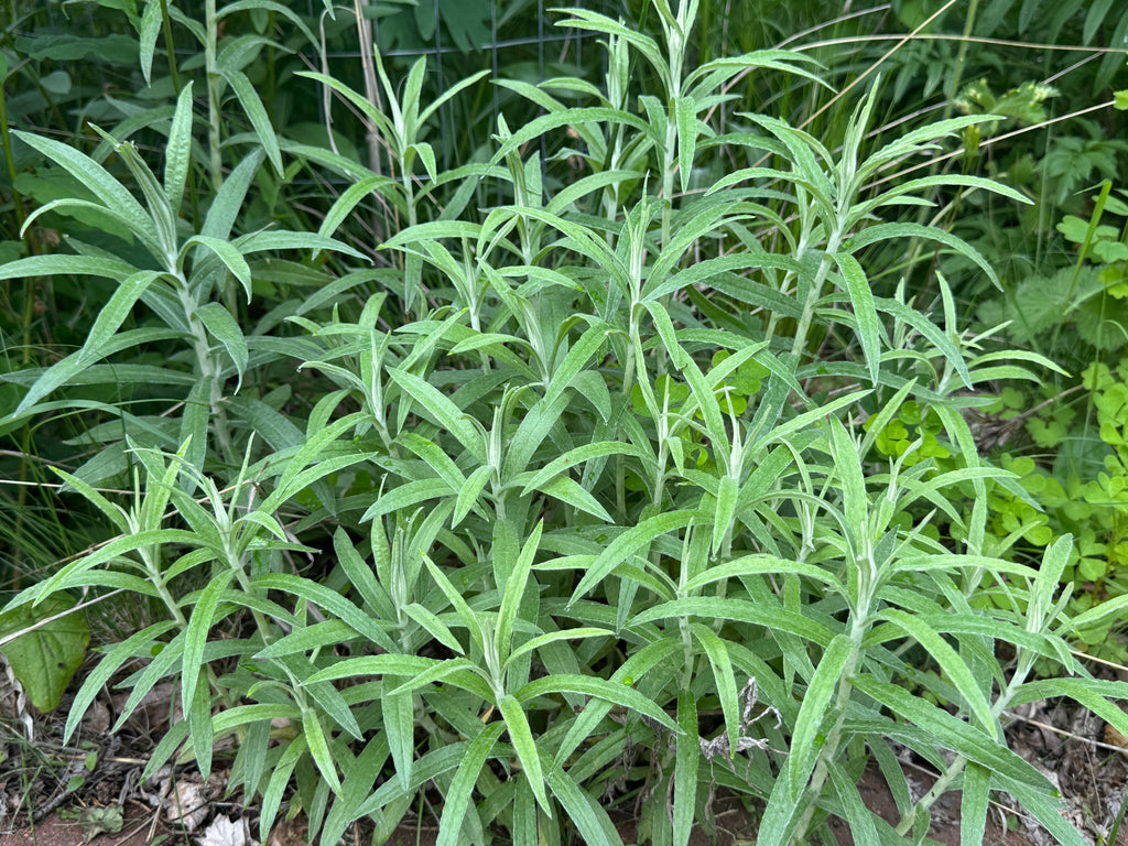 Pearly Everlasting (Anaphalis Margaritacea)