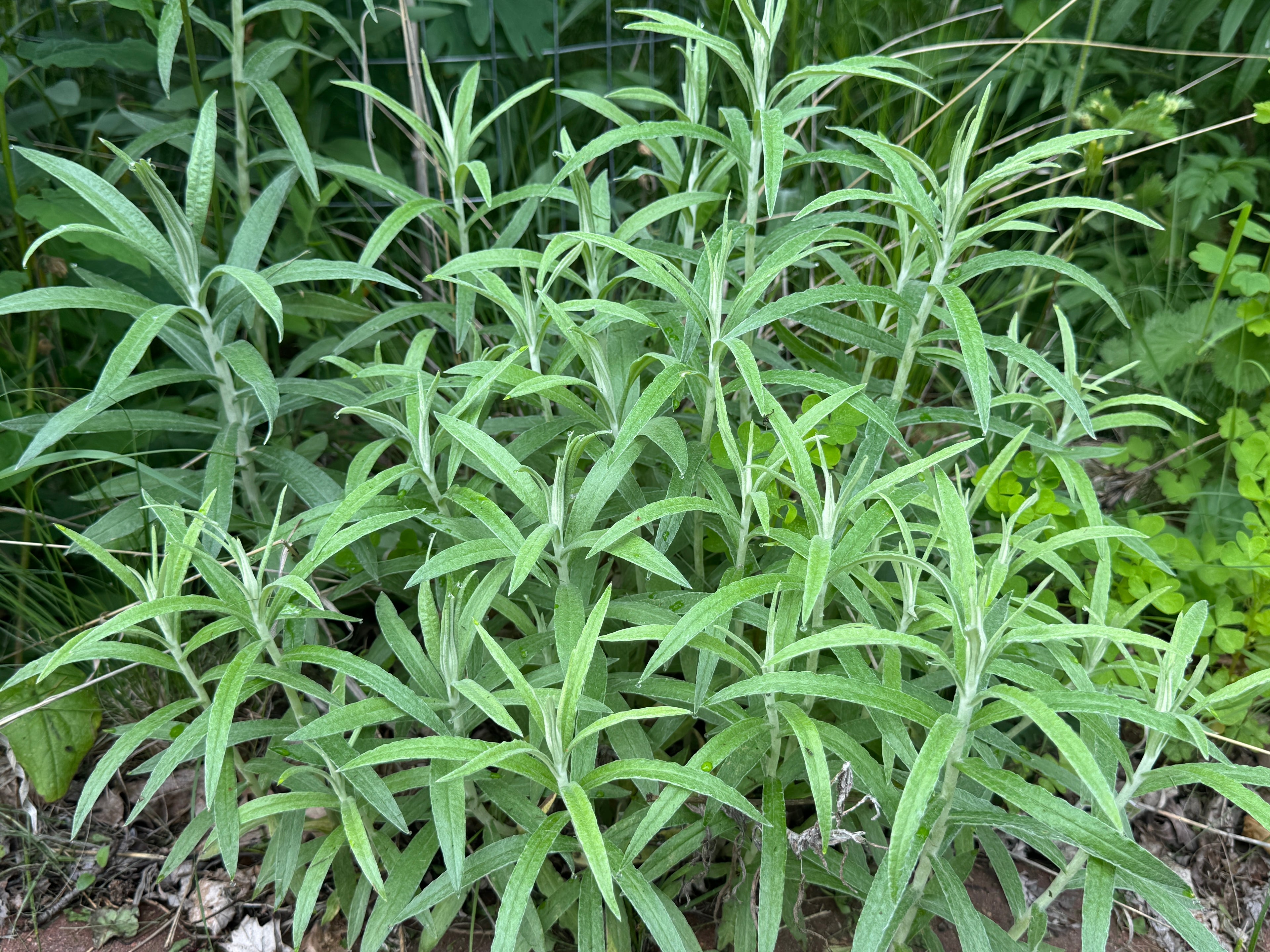 Pearly Everlasting (Anaphalis Margaritacea)