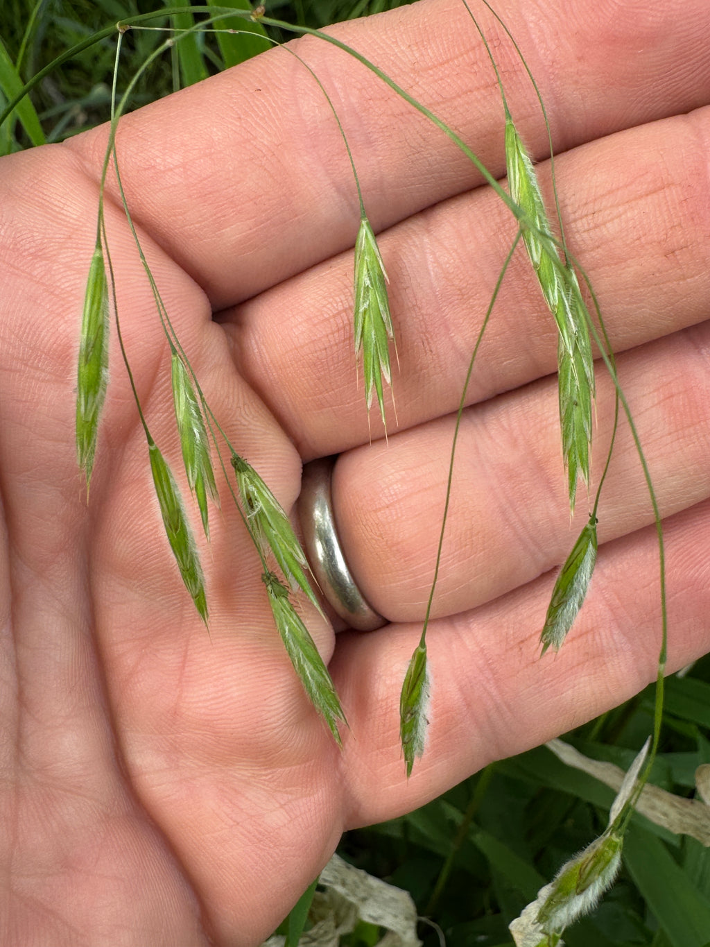 Fringed Brome (Bromus Ciliatus)