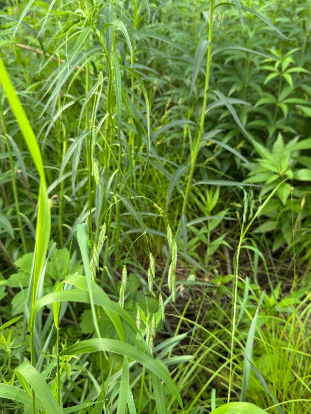 Fringed Brome (Bromus Ciliatus)