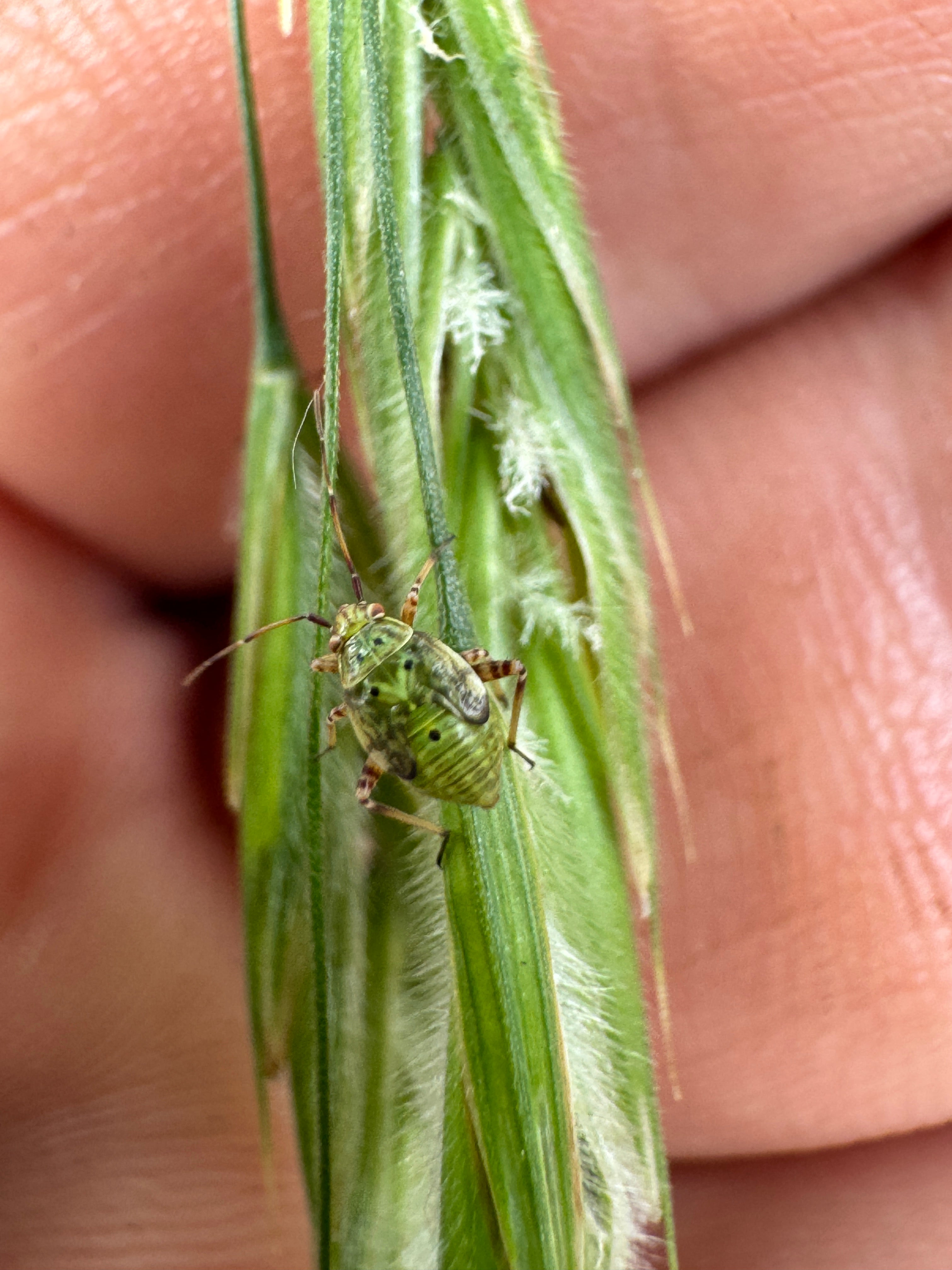 Fringed Brome (Bromus Ciliatus)