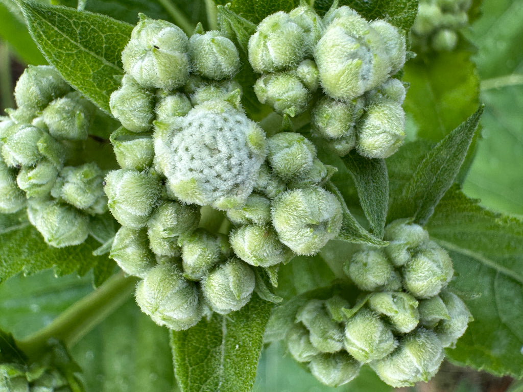 Wild Quinine (Parthenium Integrifolium)