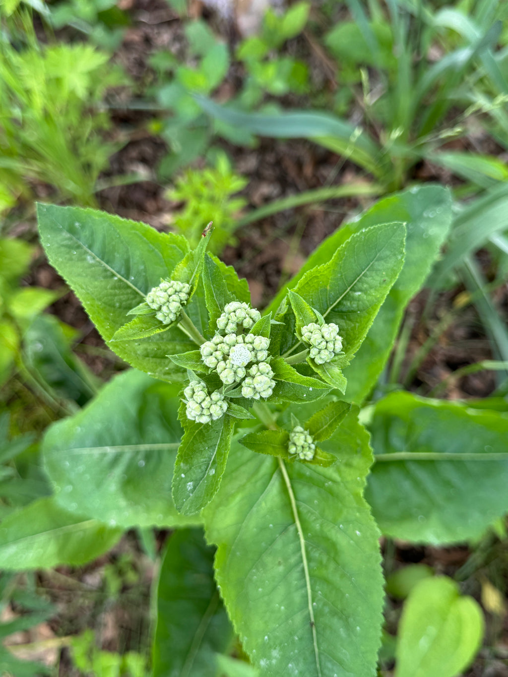 Wild Quinine (Parthenium Integrifolium)