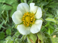 Prairie Cinquefoil (Drymocallis Arguta)