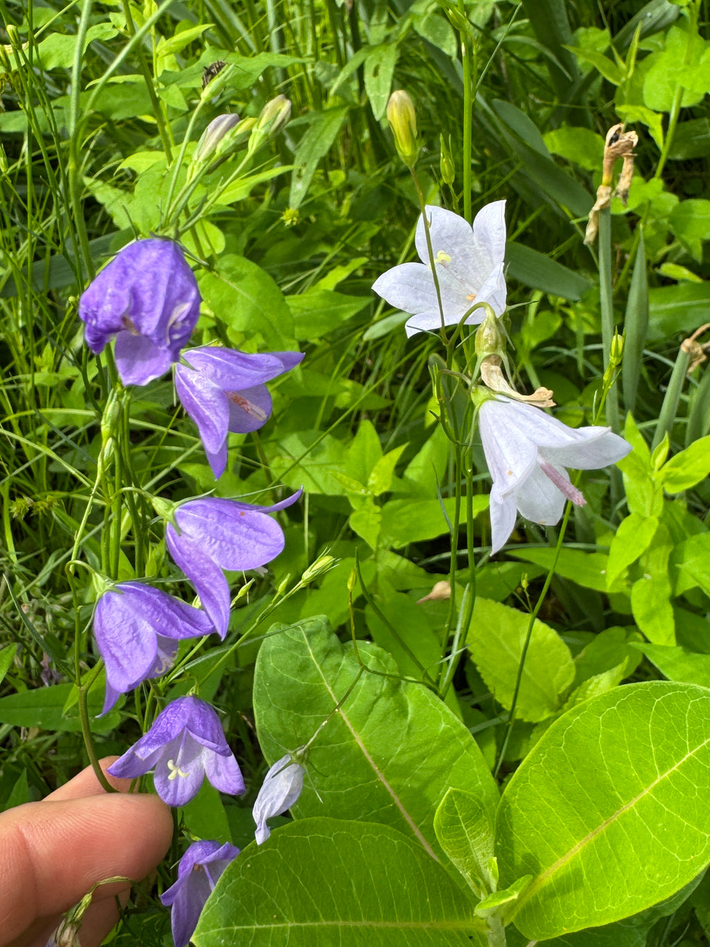 Harebell (Campanula Rotundifolia)