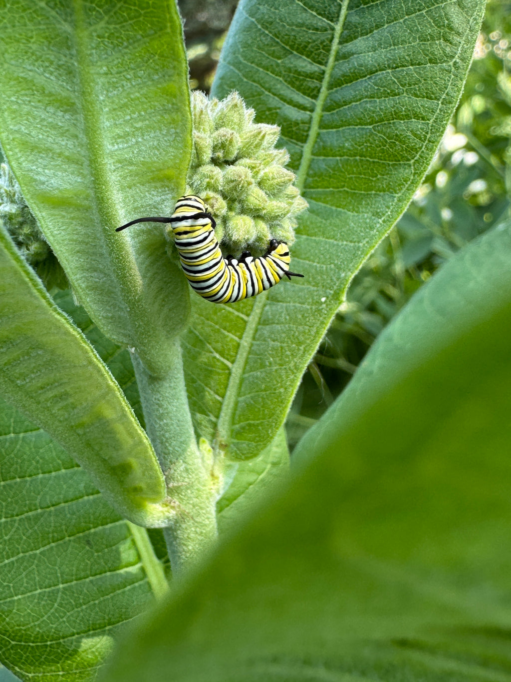 Common Milkweed (Asclepias Syriaca)
