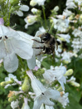 Foxglove Beardtongue (Penstemon Digitalis)