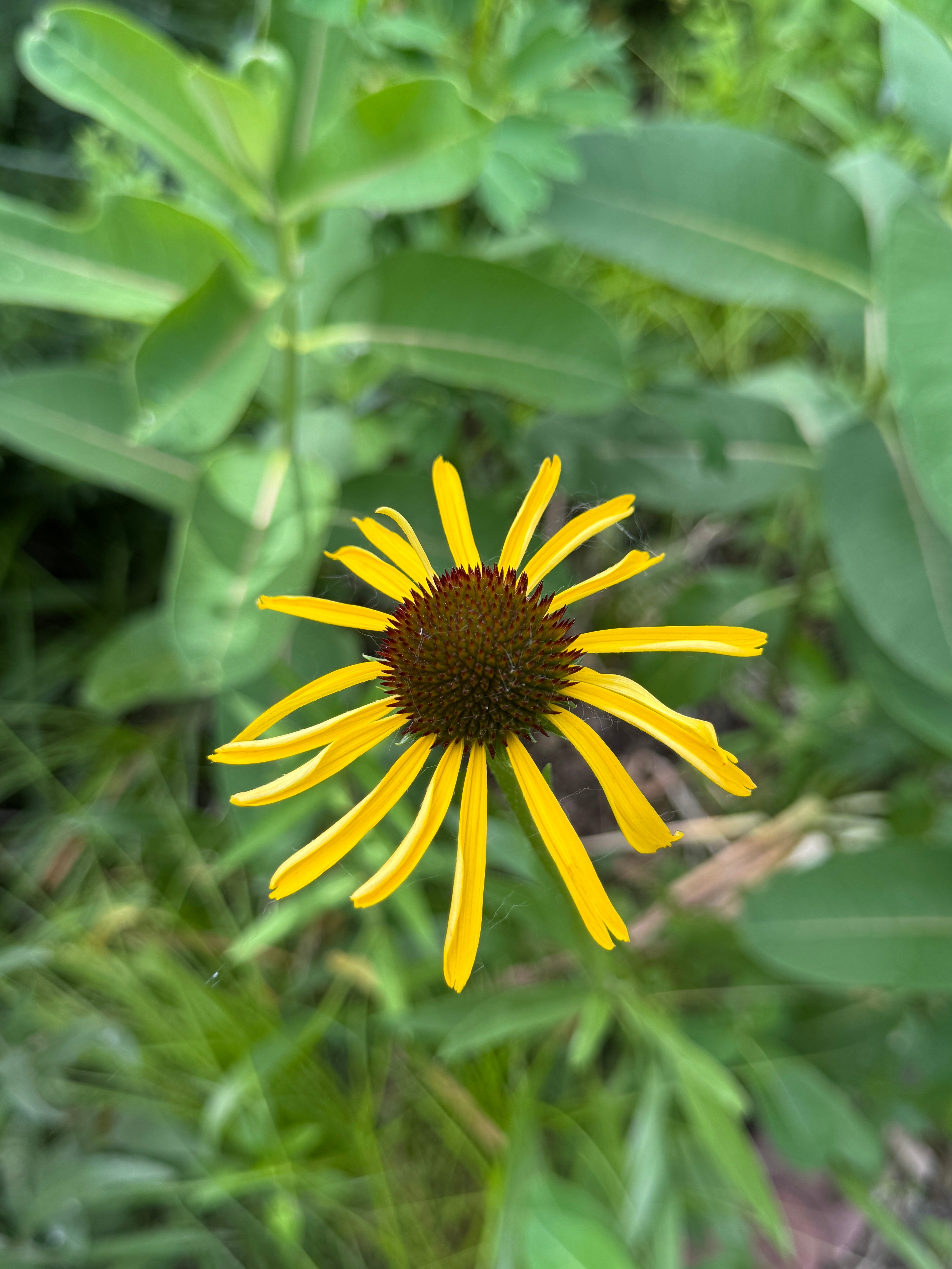 Bush's Coneflower (Echinacea Paradoxa)