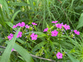 Smooth Phlox (Phlox glaberrima interior)