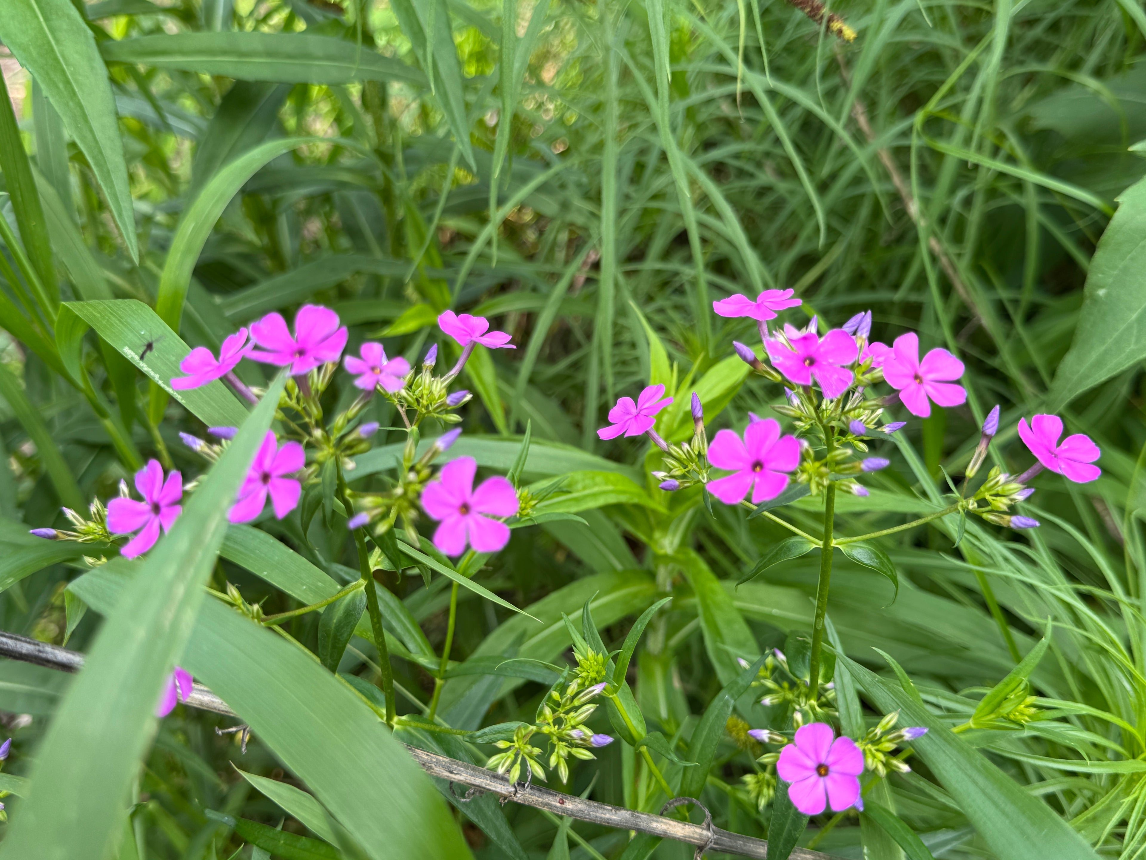 Smooth Phlox (Phlox glaberrima interior)