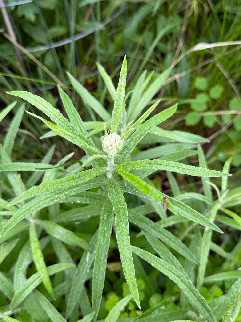 Pearly Everlasting (Anaphalis Margaritacea)