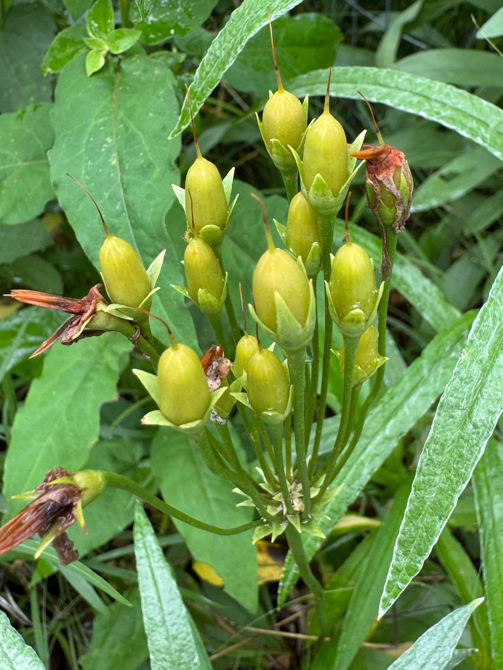 Midland Shooting Star (Dodecatheon Meadia)