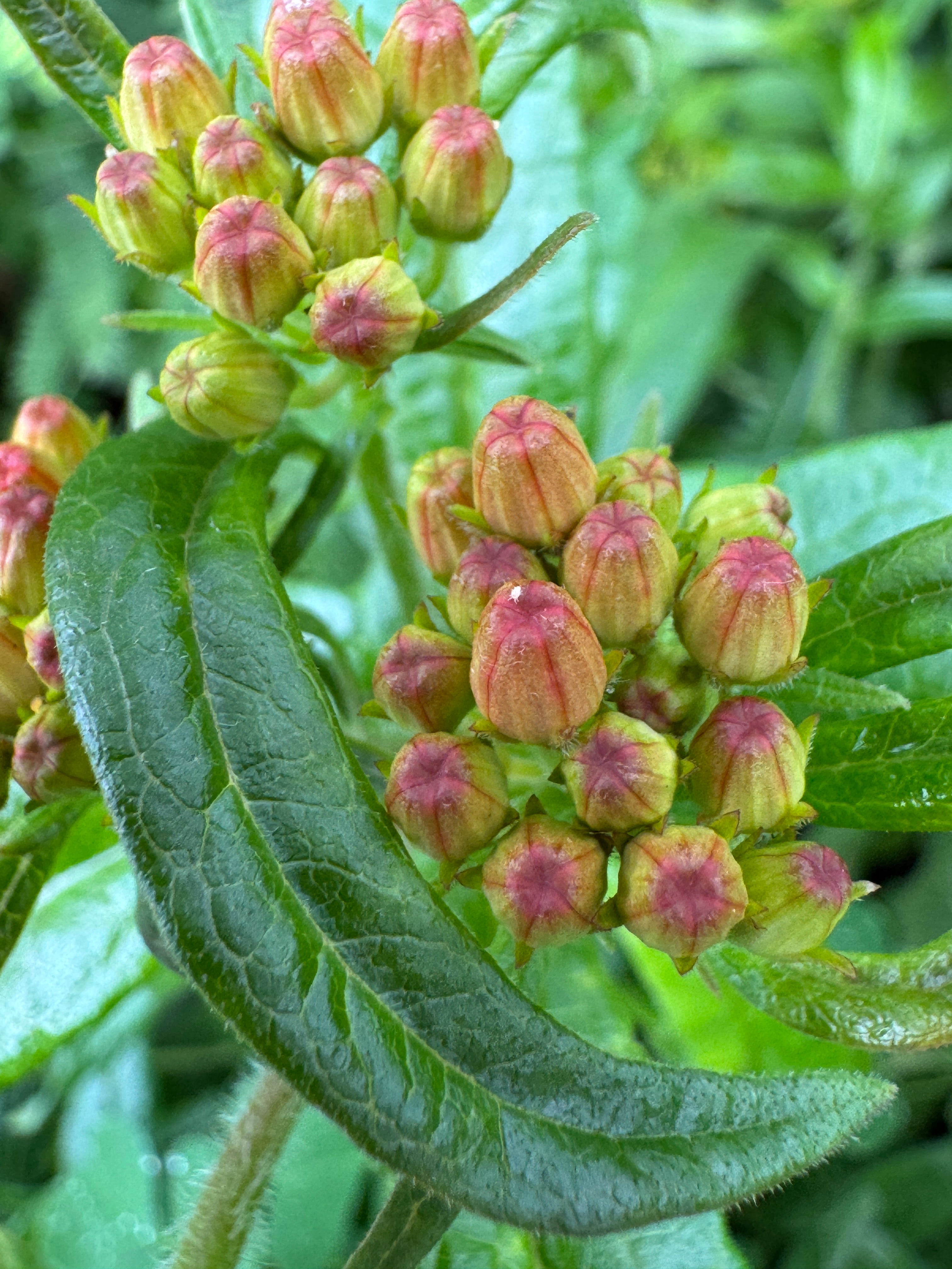 Butterfly Milkweed (Asclepias Tuberosa)